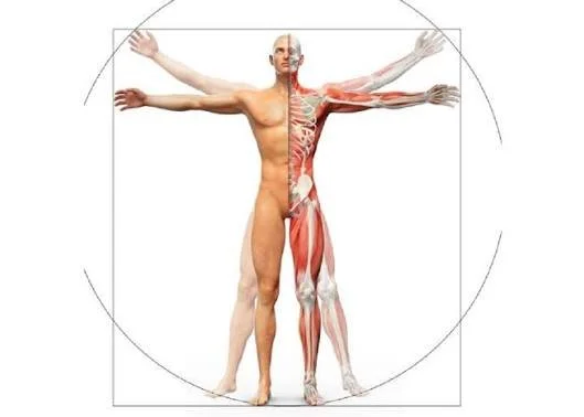 Biomechanics 101: The Foundation Every Trainer and Fitness Enthusiast Needs