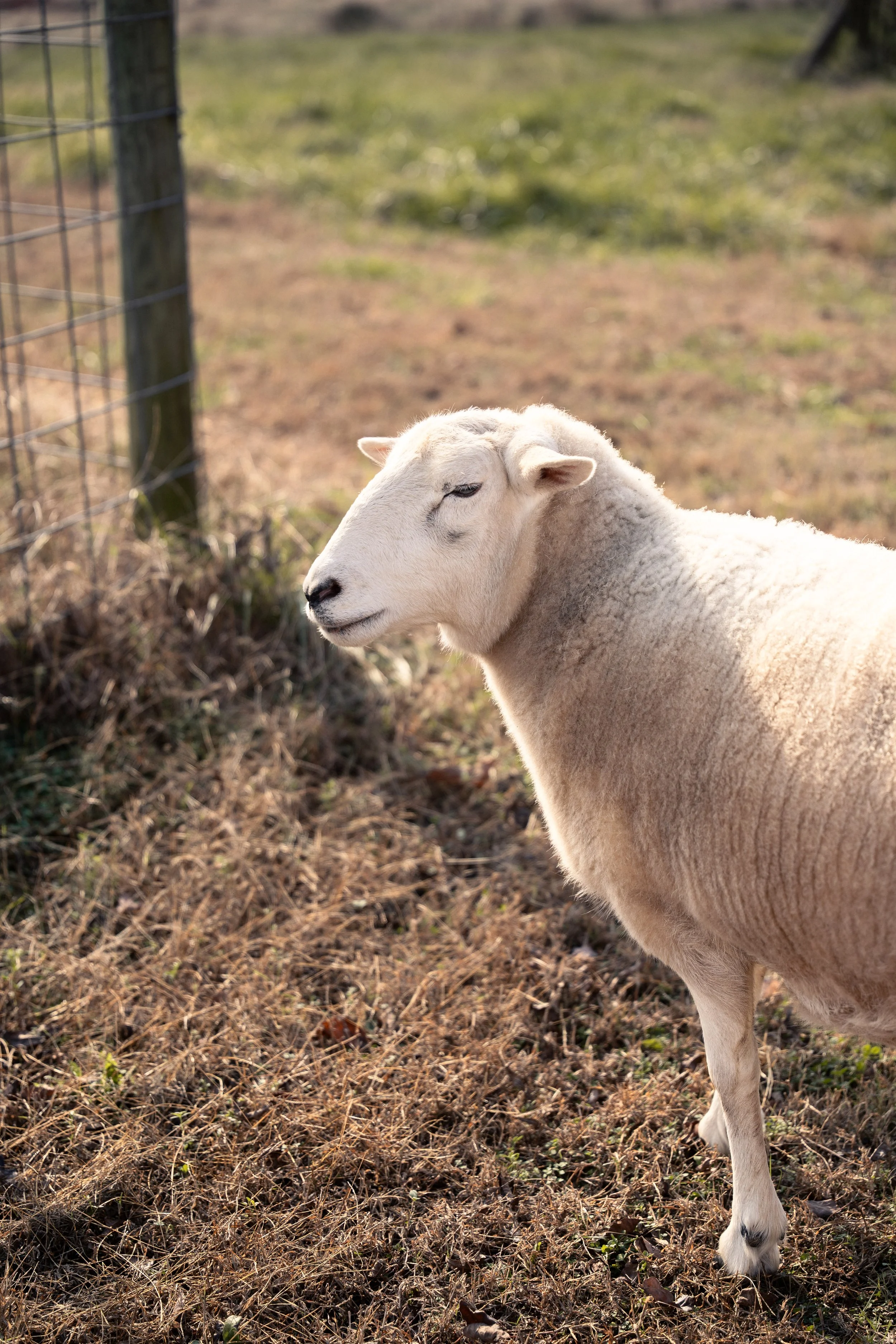 The Baileys Christmas 2025_Square-22.jpg