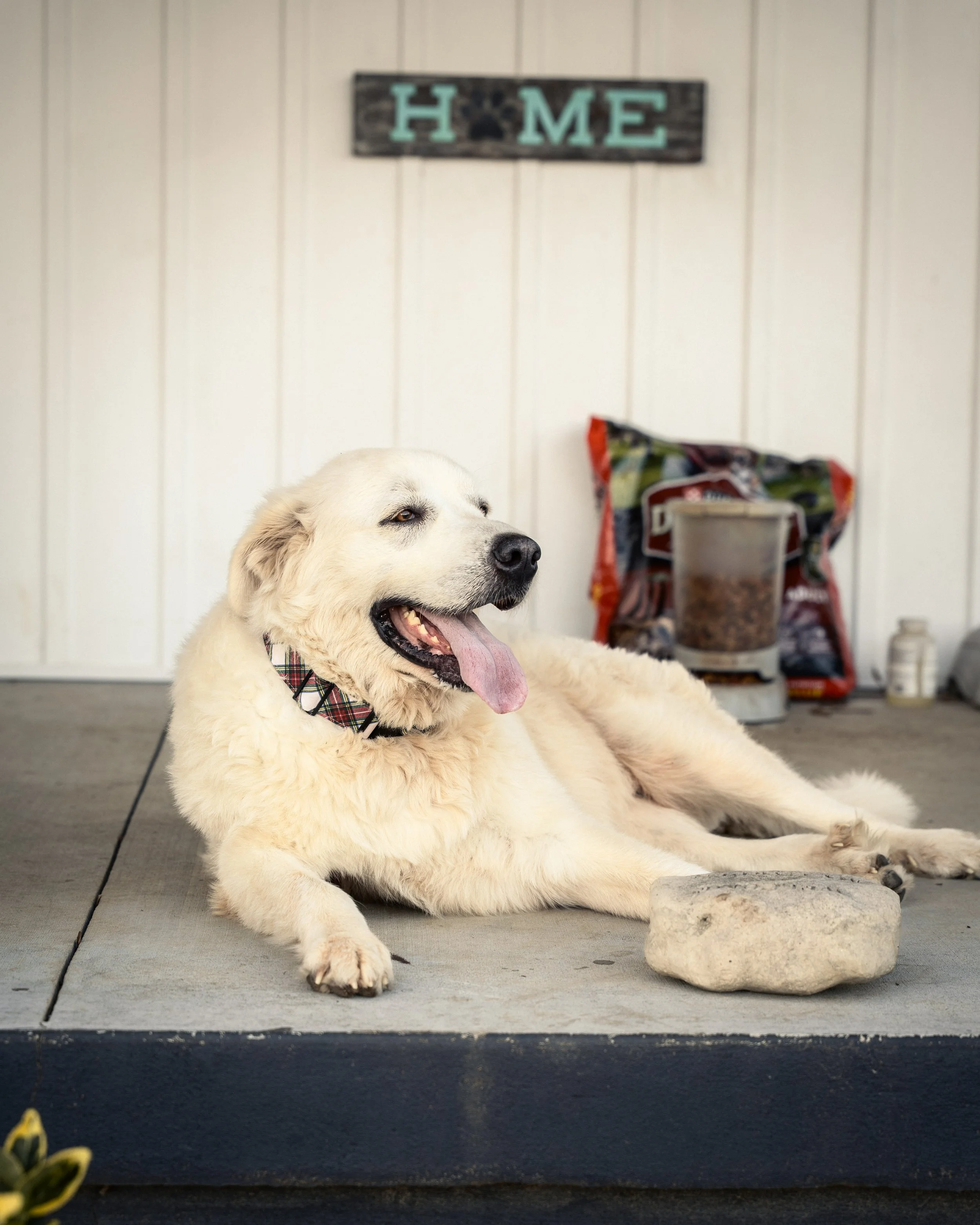 The Baileys Christmas 2025_Square-72.jpg