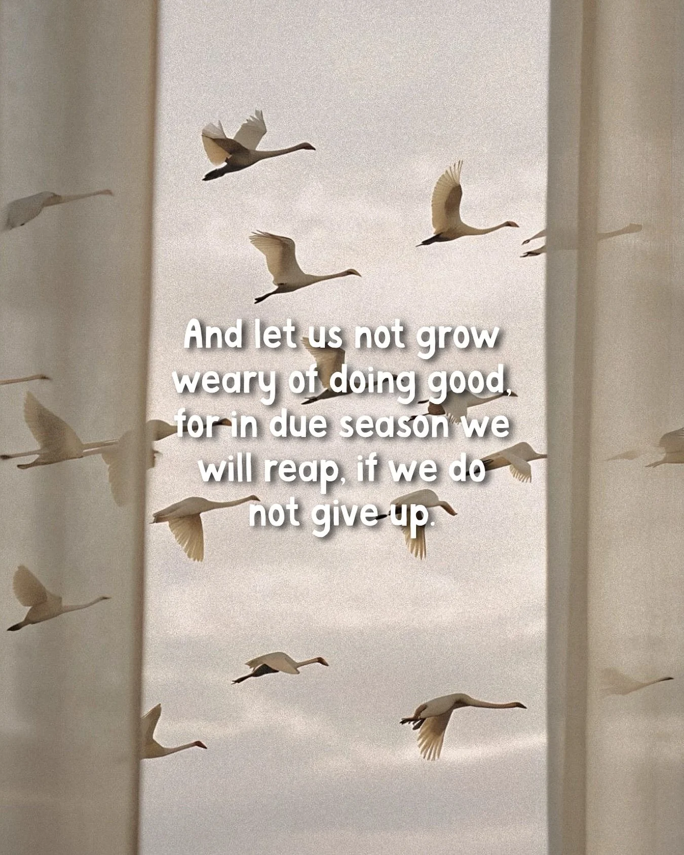 🤎Galatians 6:9
Even when it feels like no one sees your effort&hellip; keep planting seeds of kindness, faith, and love. God&rsquo;s timing is perfect, and the harvest is coming. 🌾 Don&rsquo;t quit before your breakthrough.

#christian #god #jesus 