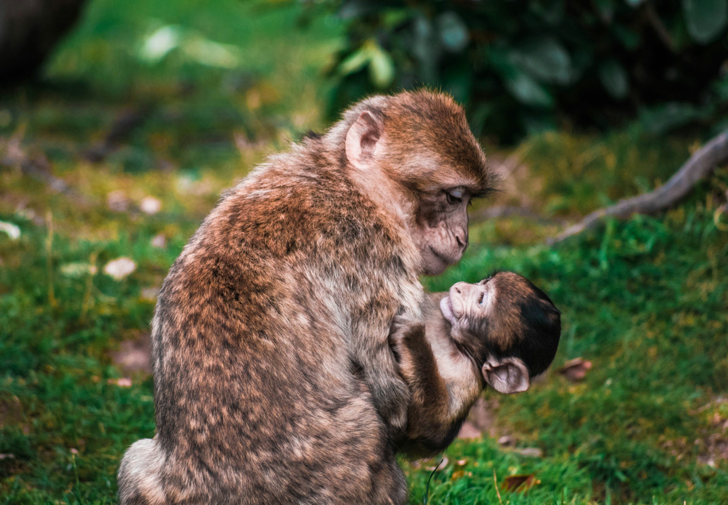 A mammal and its baby in the wild un-distrubed and safe