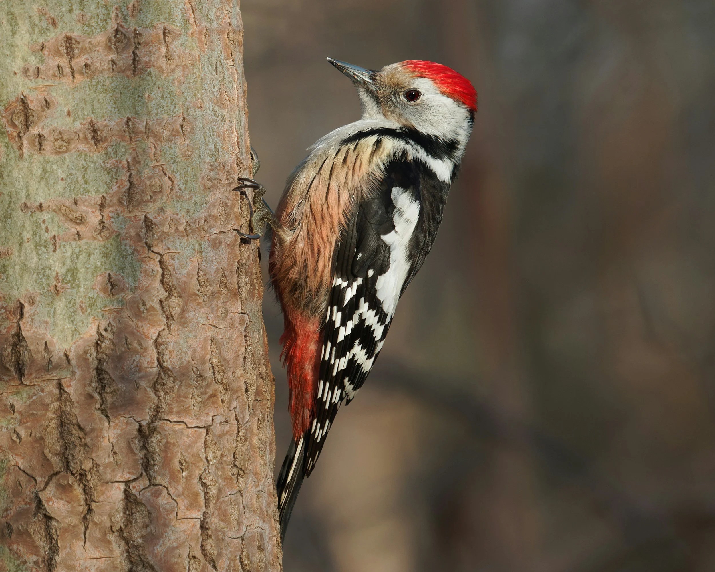 Woodpecker Damage on Stucco: Why It Happens and How to Fix It