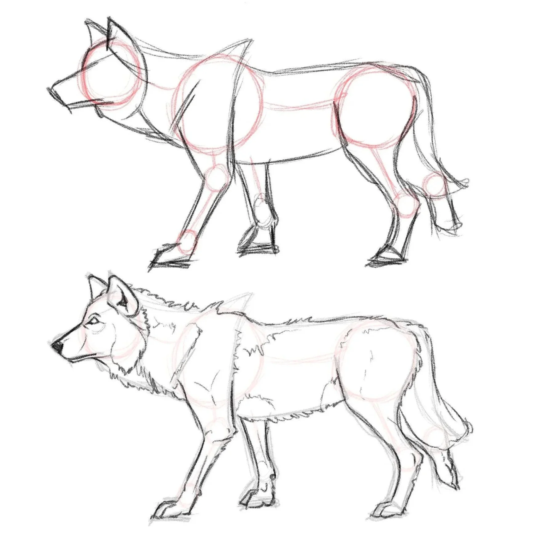 Wolf Study (2025)