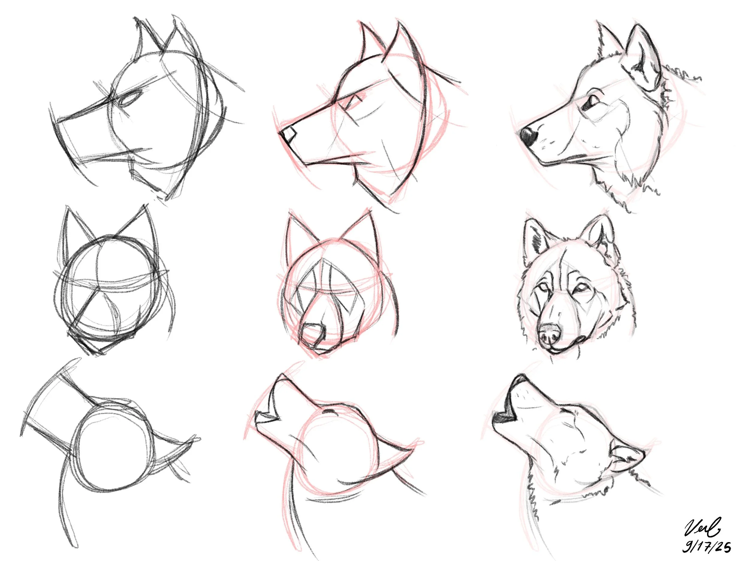 Wolf Study (2025)