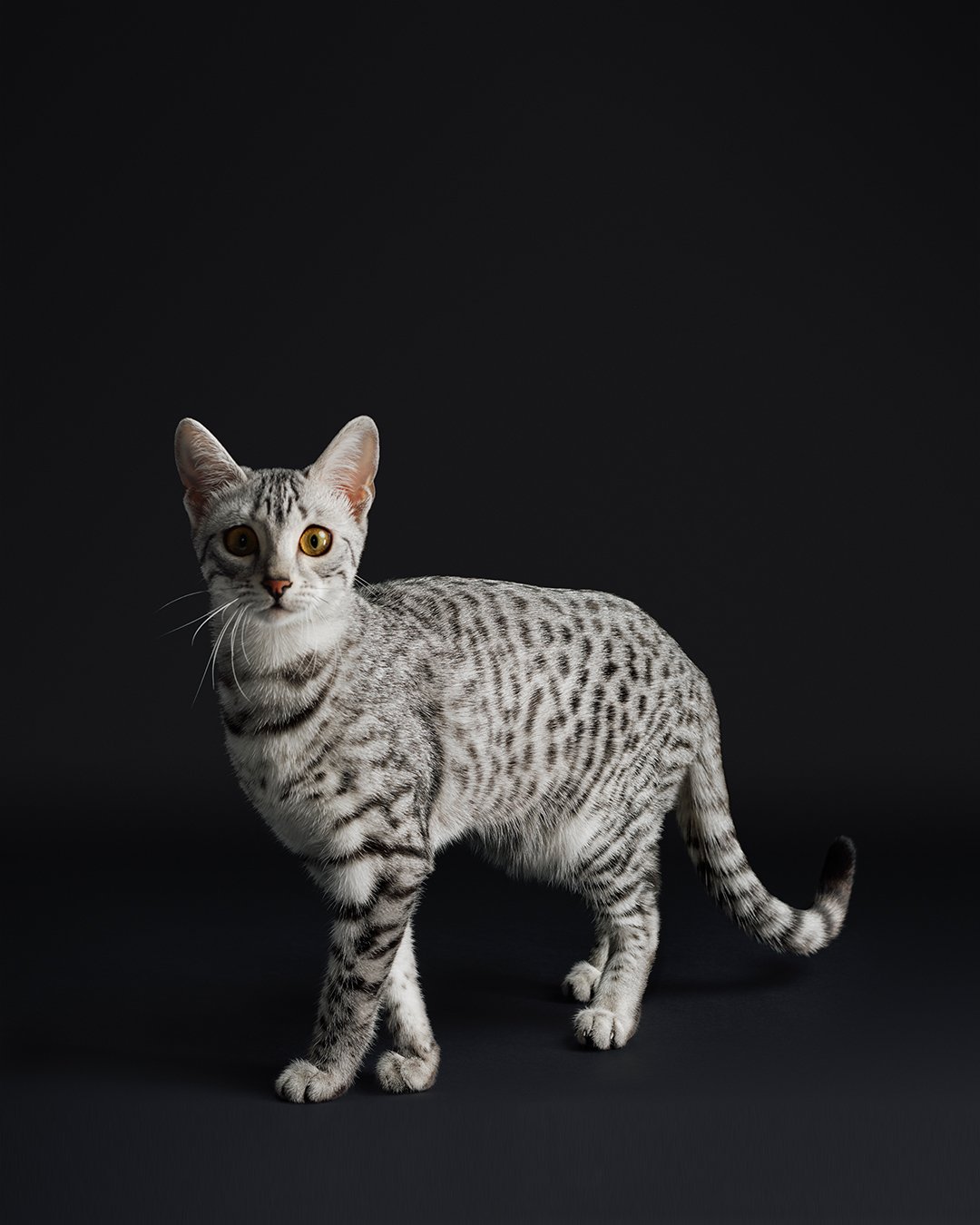 PURINA18.jpg