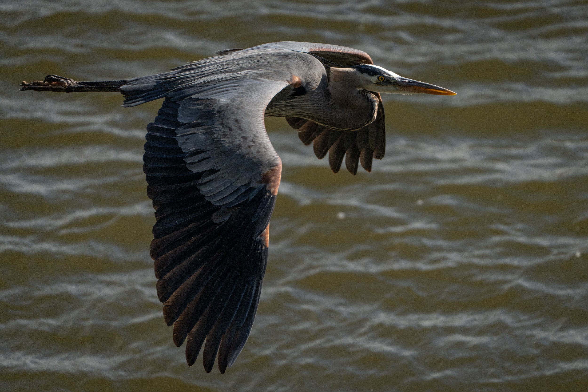 AR504334.jpg