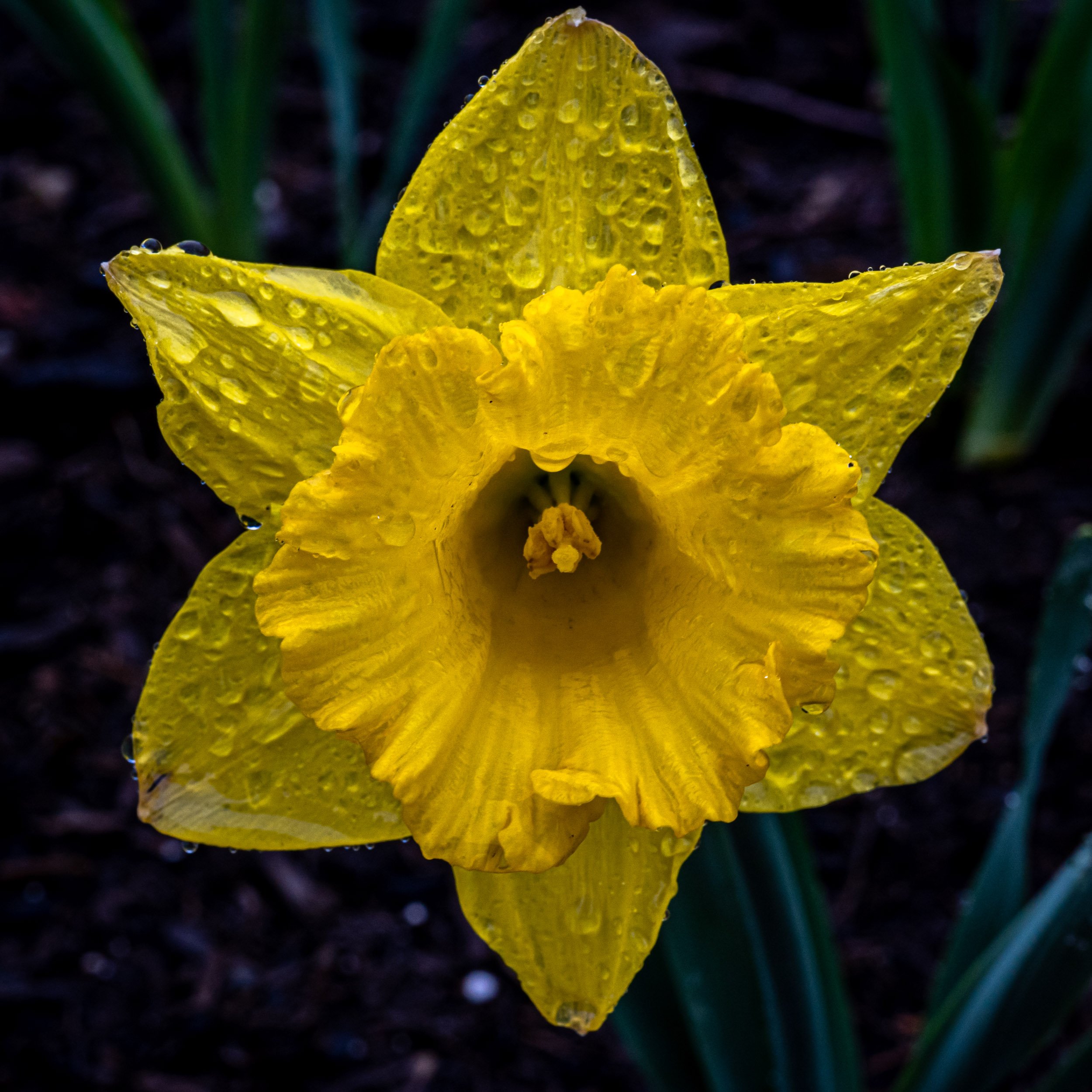 DSC00519.jpg