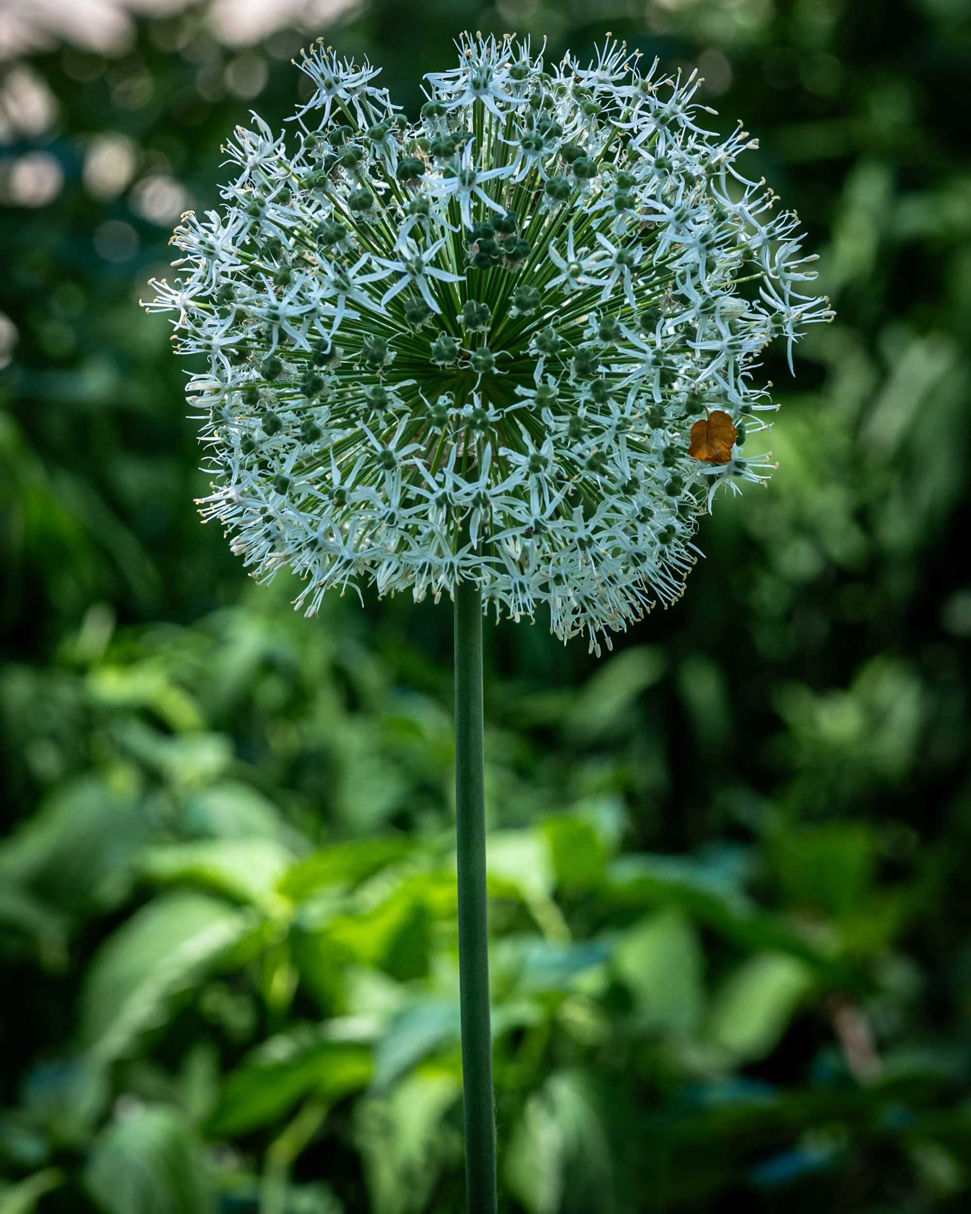 _DSC6706.jpg