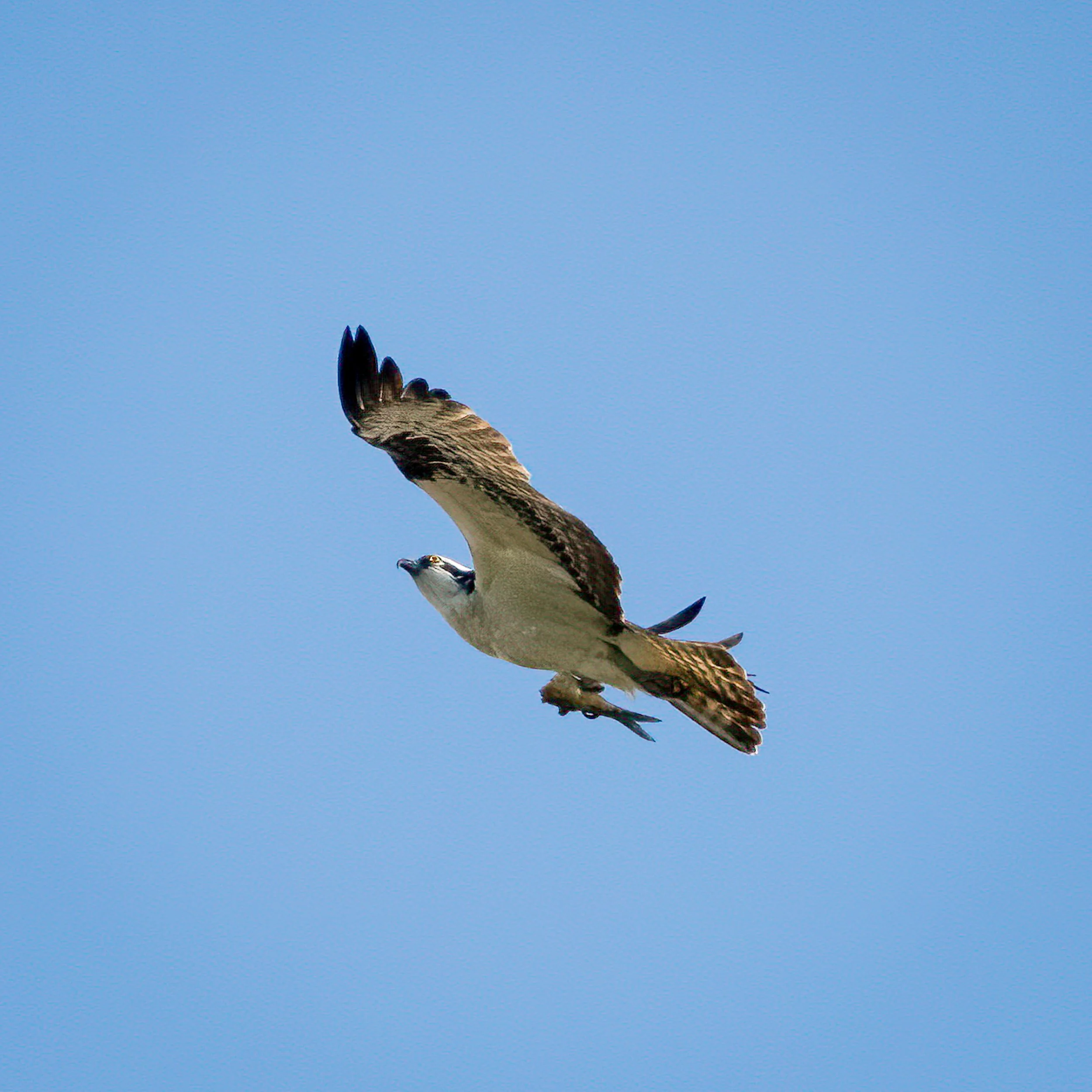 AR504178-Edit.jpg