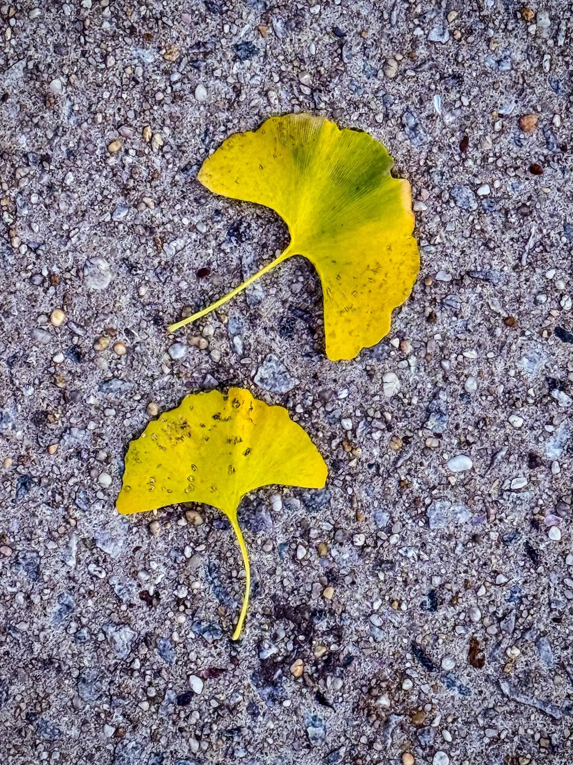 Leaf 3.jpg