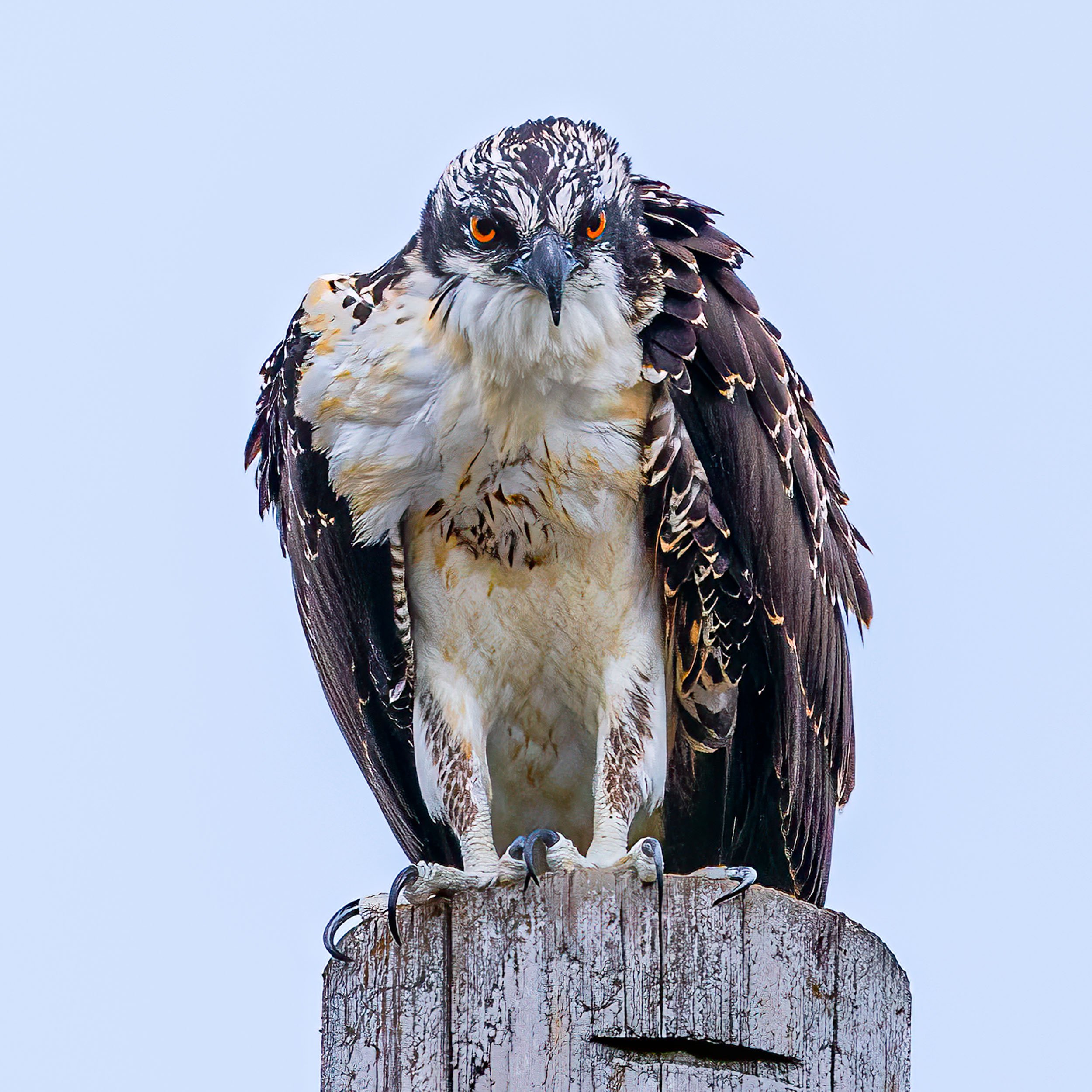 DSC04710-Edit.jpg