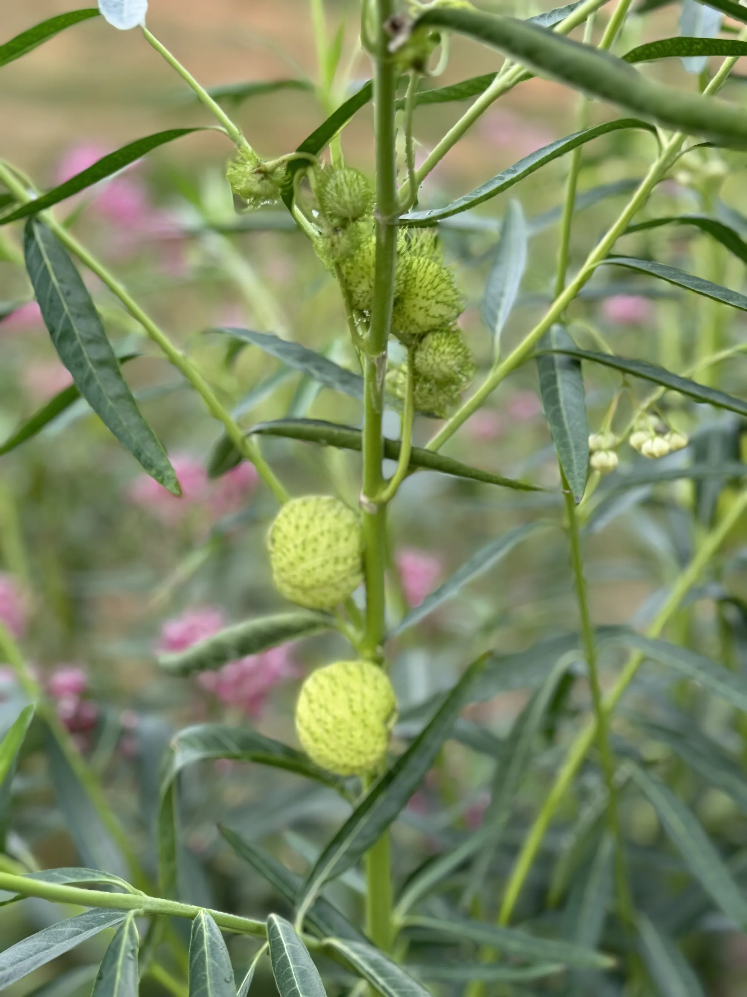  Photo of balloon plant milkweed  