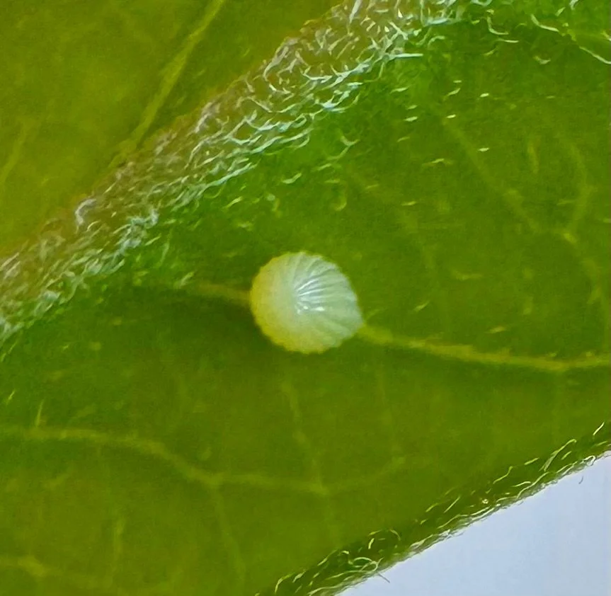  Close up photo of a monarch caterpillar egg on a common milkweed leaf. 