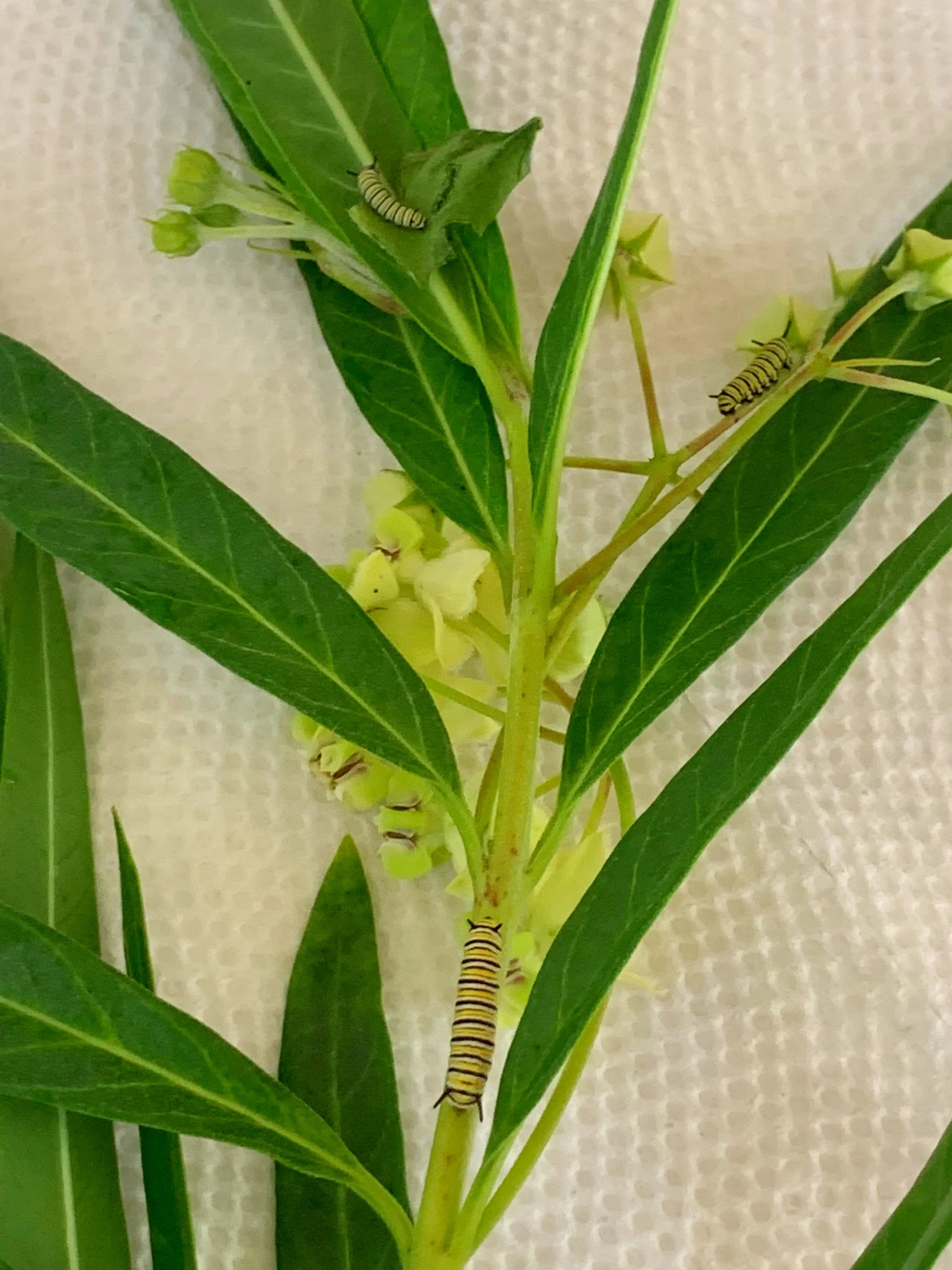  Photo of milkweed with 3 small Monarch caterpillars on it. 