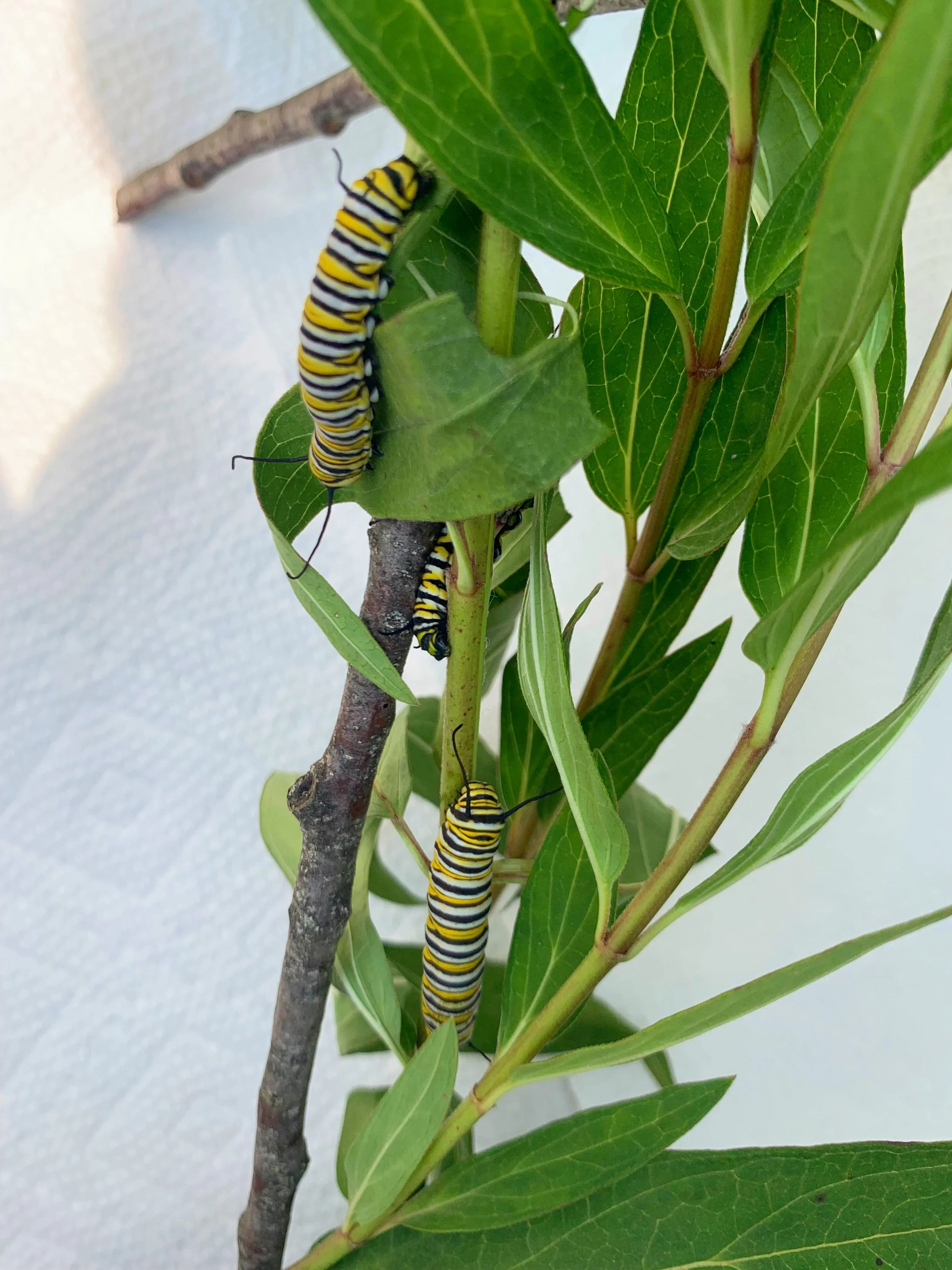  Photo of milkweed with 3 medium size Monarch caterpillars on it. 