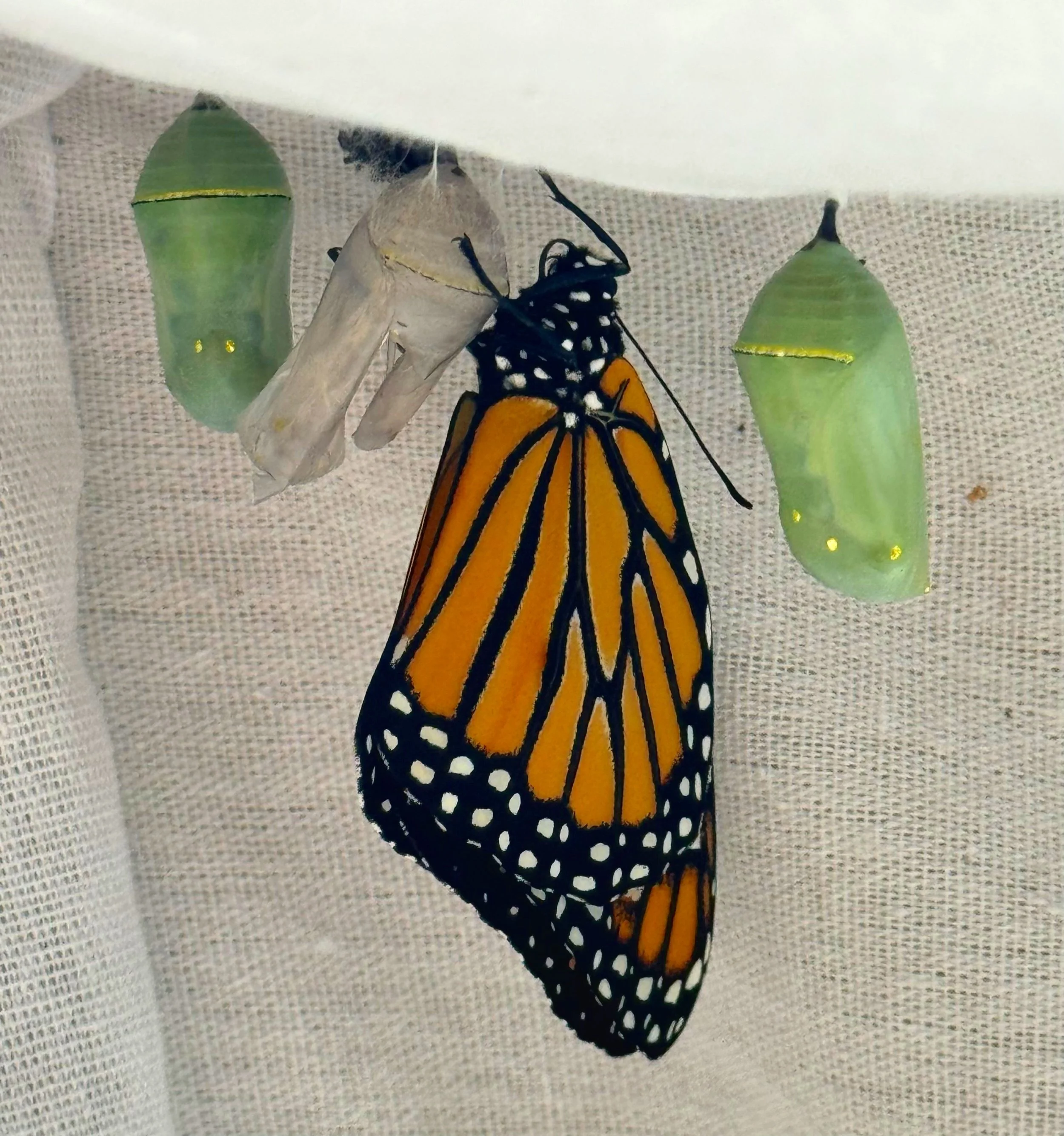  Photo of the left side of a newly emerged Monarch butterfly still holding onto its chrysalis as its wings dry. There are 2 light green with gold dots chrysalides hanging  next to the butterfly - one of each side of the butterfly.  They are all hangi