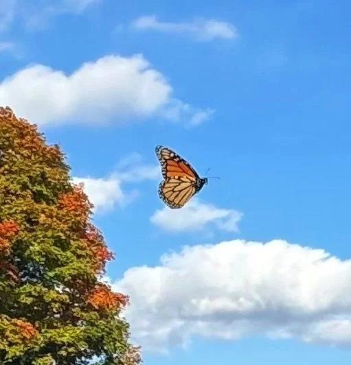  Photo of the right side of a Monarch butterfly as it flies outside. The sky behind it is light blue with some white puffy clouds. There is a tree to the left of the butterfly.  