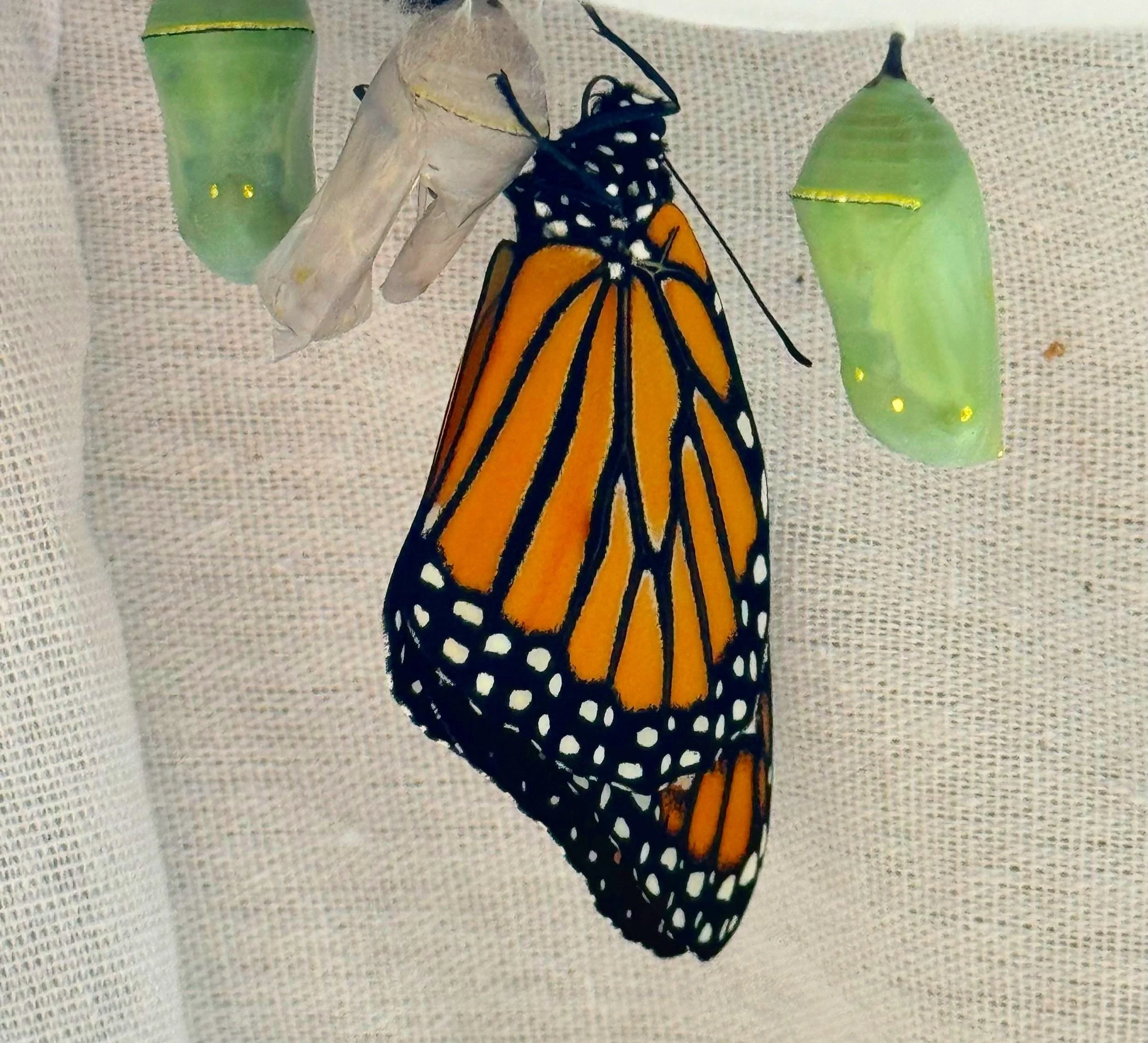 7 Lessons Raising Monarch Butterflies Has Taught Me
