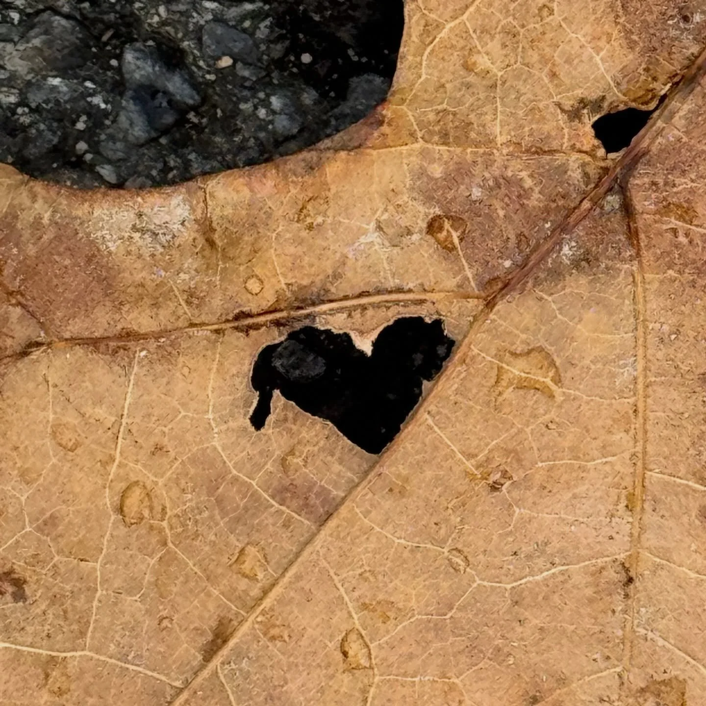 So many hearts recently!😍🥰💗✨🌟

#NaturesLoveSprinkles