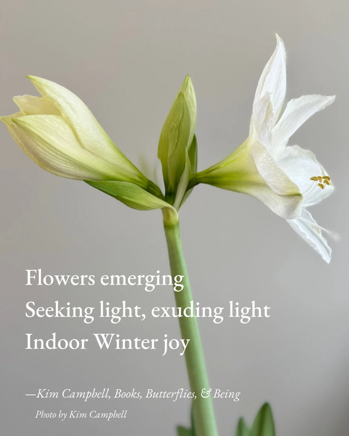 #HaikuSaturday #BloomScrolling