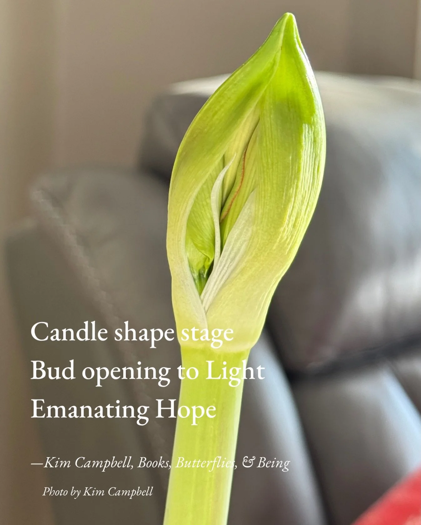 Hope💗💗💗 

#HaikuSaturday 

#BloomScrolling