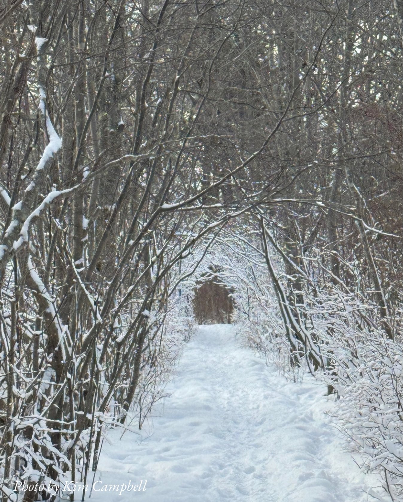 ❄️
💗
✨
A magical doorway
awaits.
Yet I linger.
Enchanted.
Not wanting to miss
each joy,
each gift.
Nature, herself,
speaking 
in Wonder.
Reminding me
to embrace 
and savor
the Journey.

~KC 2.22.26💗