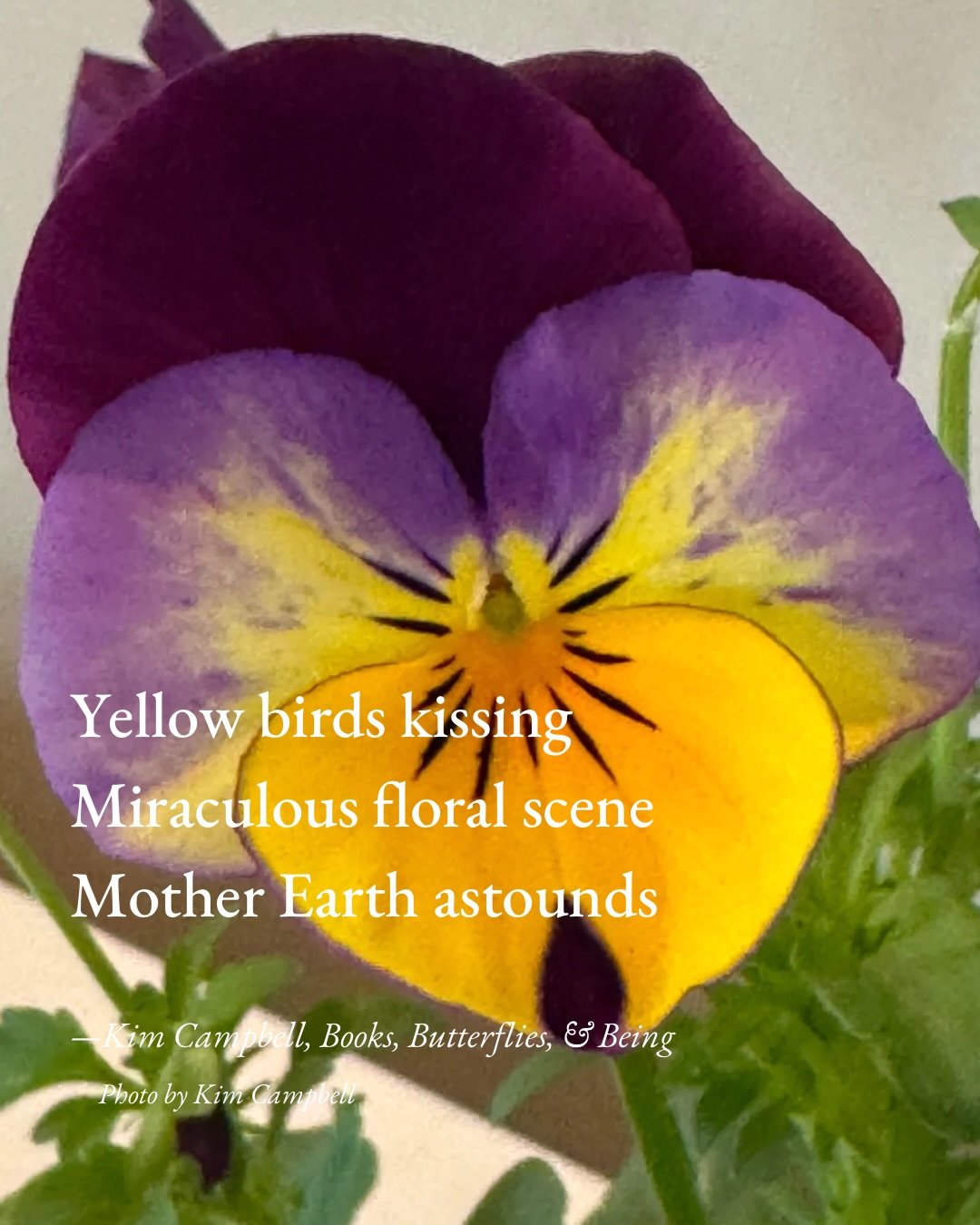 Happy Spring!💗🌱🌼🌸 Two haiku for you!💗

#HaikuSaturday #BloomScrolling