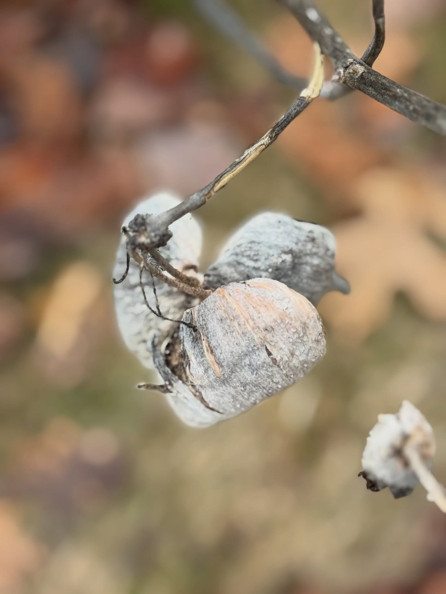 Another heart in nature.🥰💗✨ 

#NaturesLoveSprinkles
