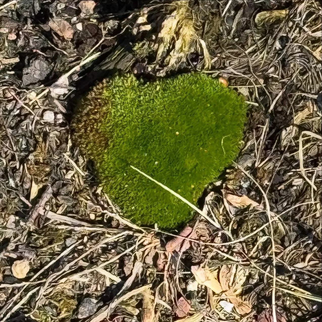 Very recently my love of moss was reignited through some nature activities I saw on social media. Then today, I saw this on my walk.💗 Ok, Universe, I&rsquo;m listening!😍💗✨

#NaturesLoveSprinkles