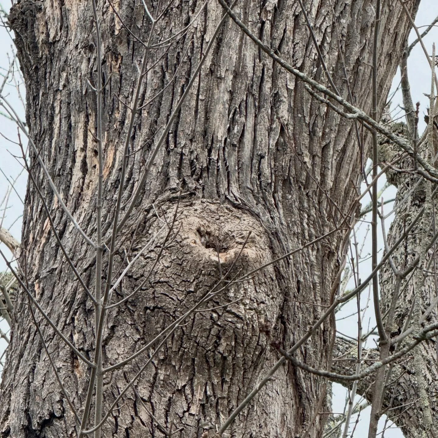What a gift to watch some starlings creating a home in this tree today!💗 It all started when I noticed a heart shape in the tree. I was taking photos of it and then heard and saw the starlings collecting materials for a nest.🥰 Such a joy to see the