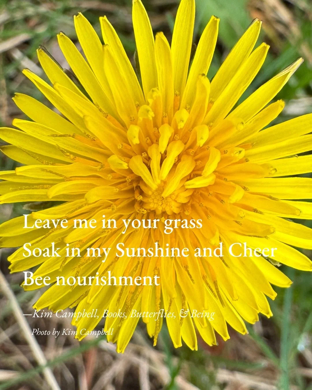 For the Love of dandelions!💛😍🥰💗 A haiku I wrote and a favorite picture book written by Ame Dyckman &amp; illustrated by @charlessantoso! Highly recommend!

#HaikuSaturday #KidLit