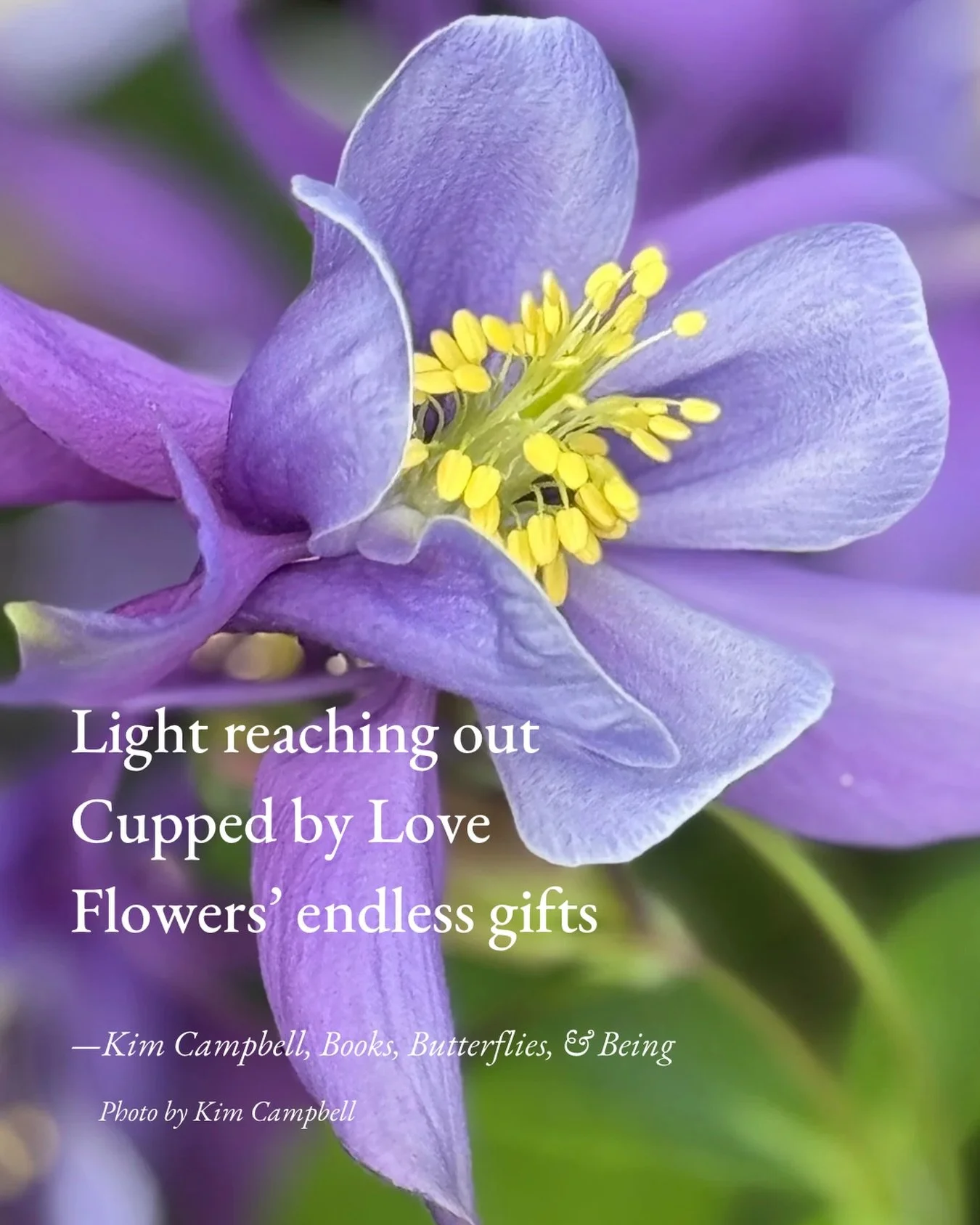 #HaikuSaturday #BloomScrolling