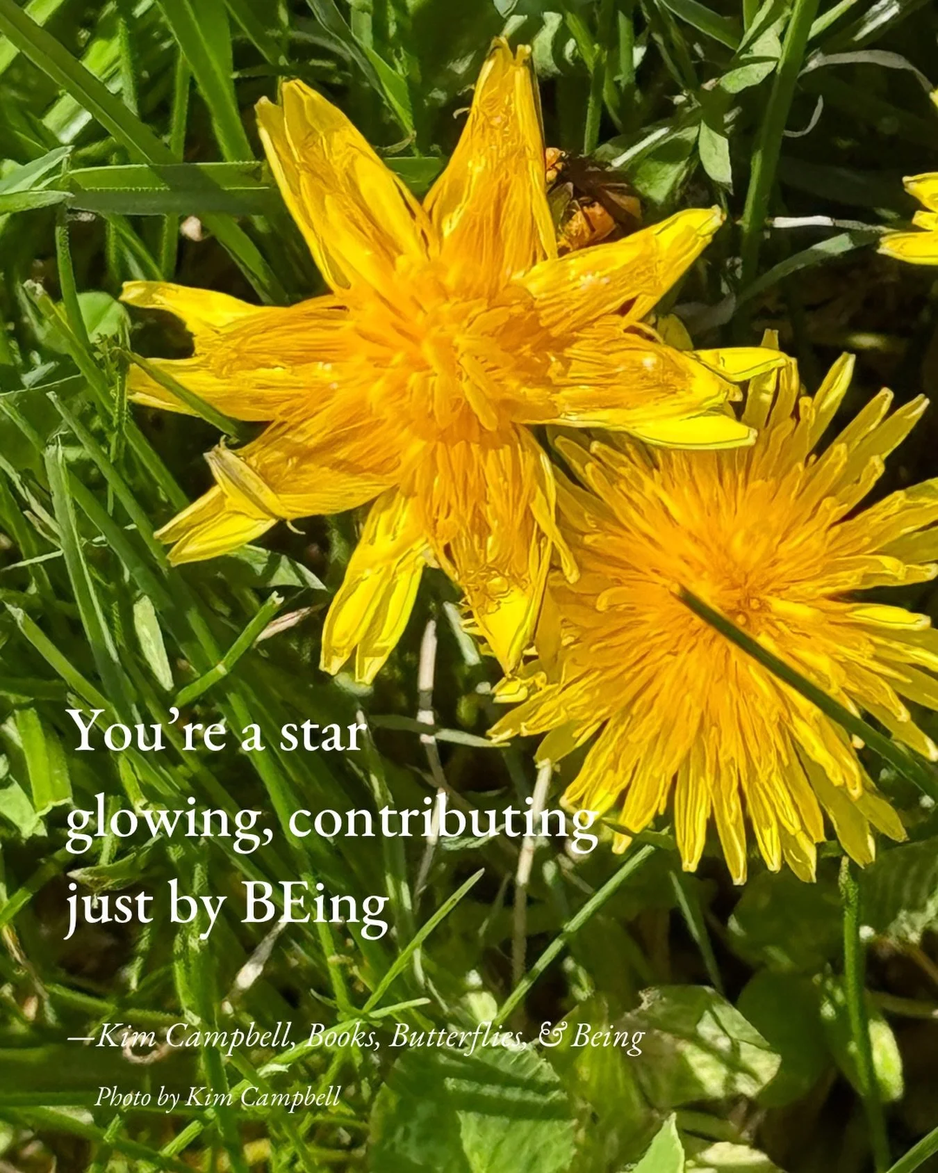 💛💛💛

#HaikuSaturday #BloomScrolling #MentalHealthAwarenessMonth