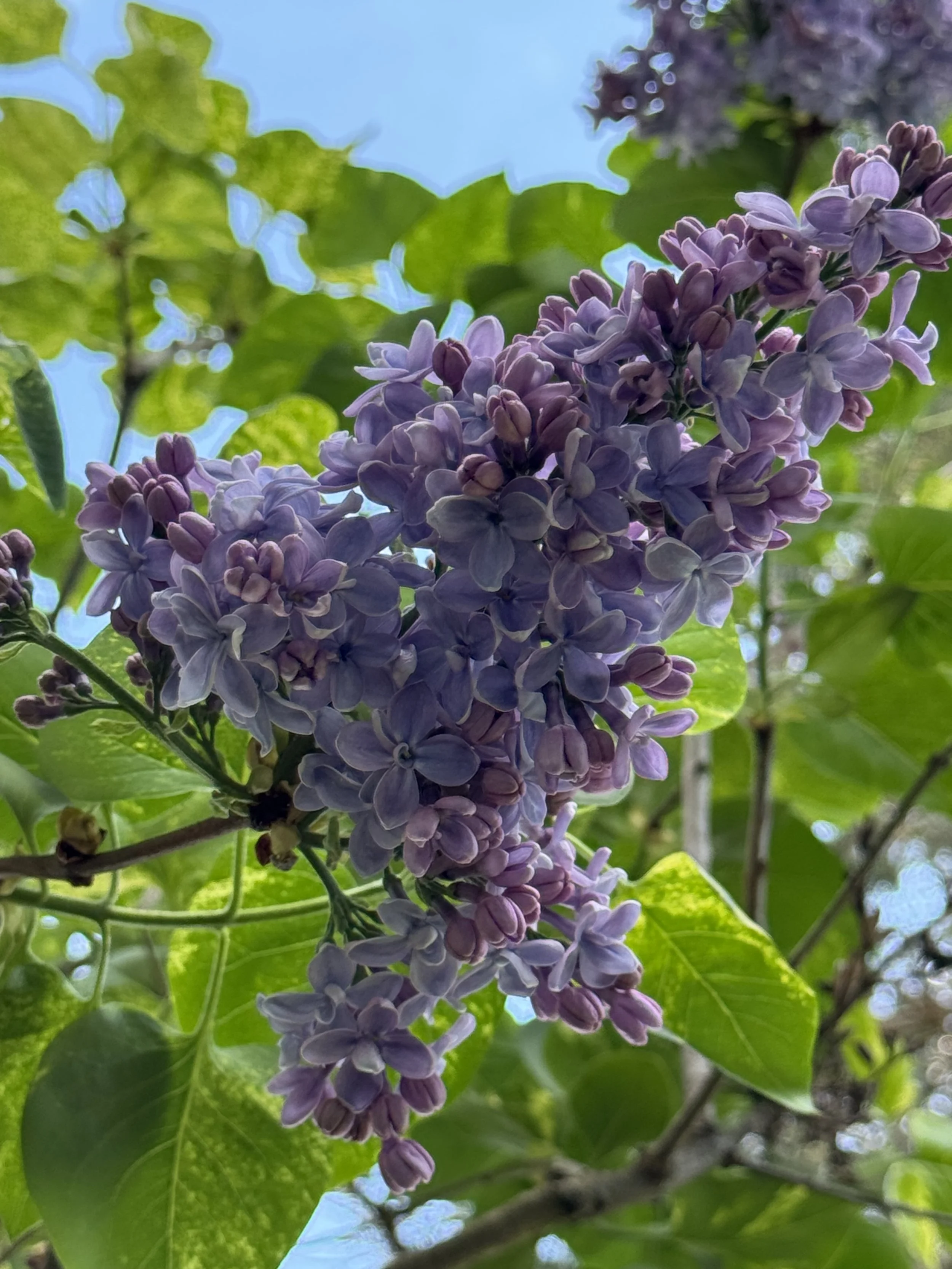Spring’s Beauty