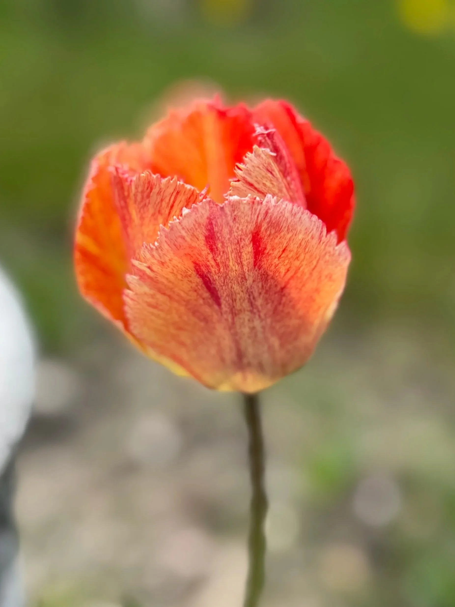 Tulip
