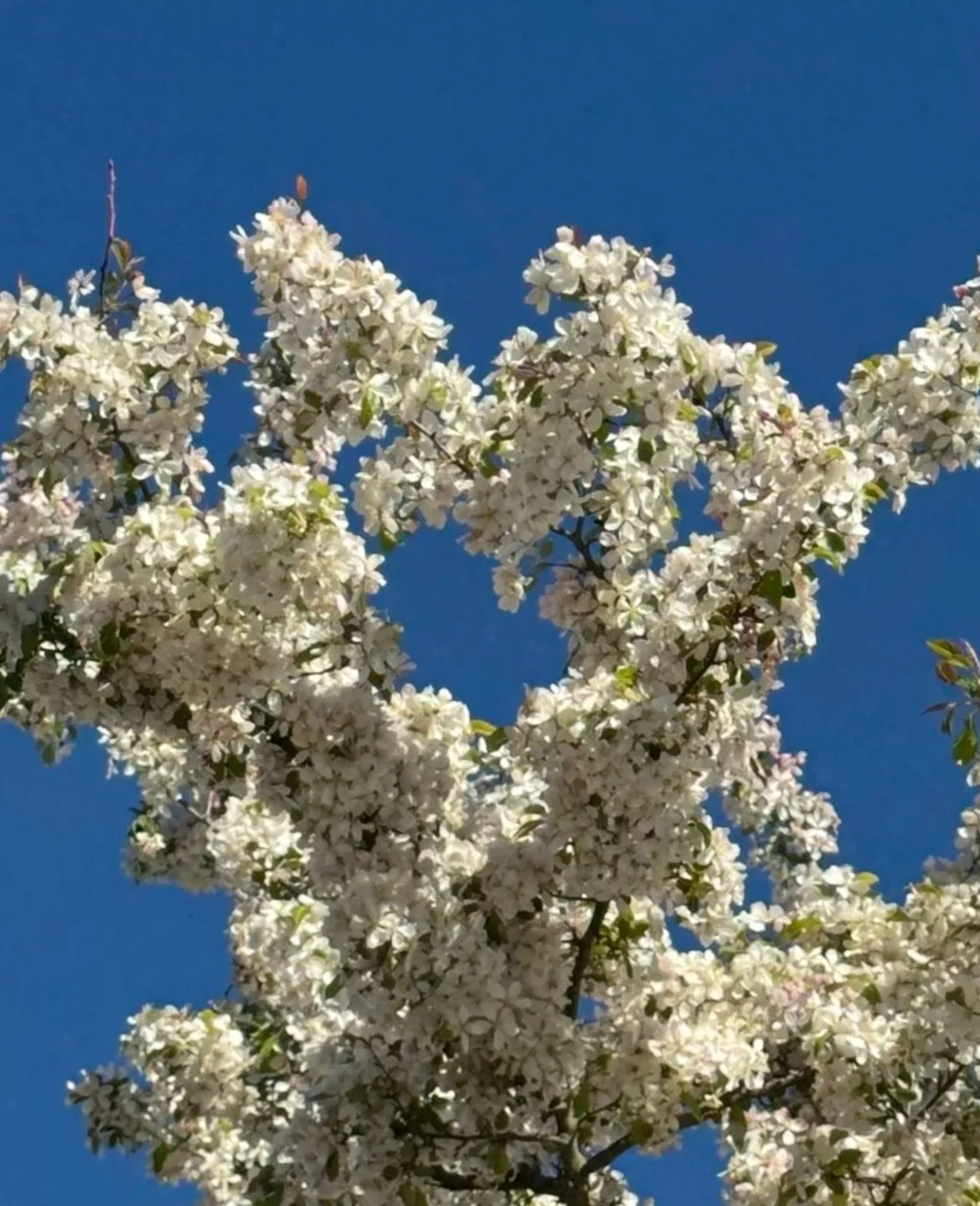 Apple blossoms