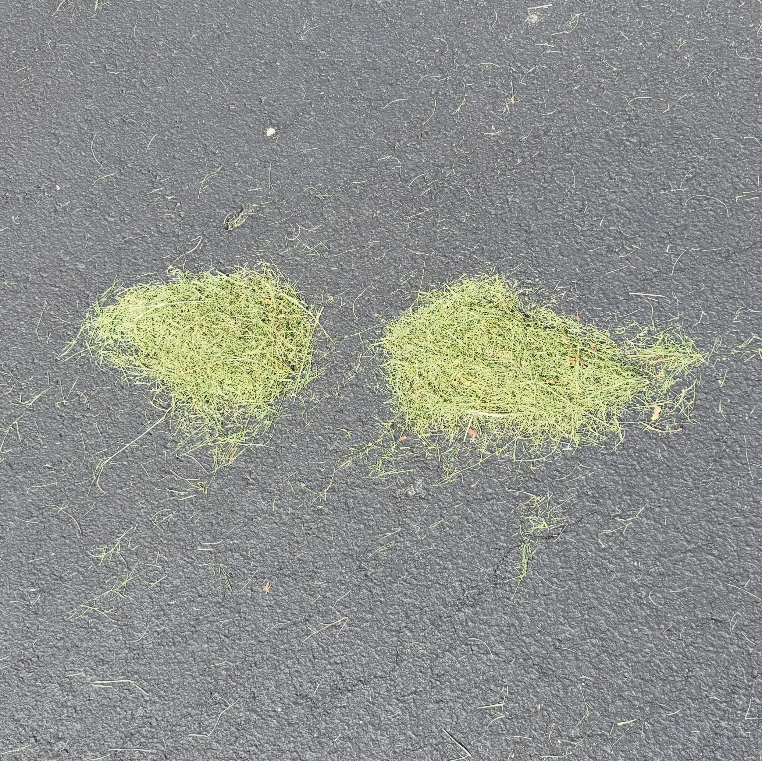 Creating with Nature.🥰🌱🌸💗 

I saw these two clumps of grass and they reminded me of wings. (Also, the Lorax&rsquo;s mustache!😄) Even though I didn&rsquo;t know what it would be, I wanted to create something with them. I picked up things on the g