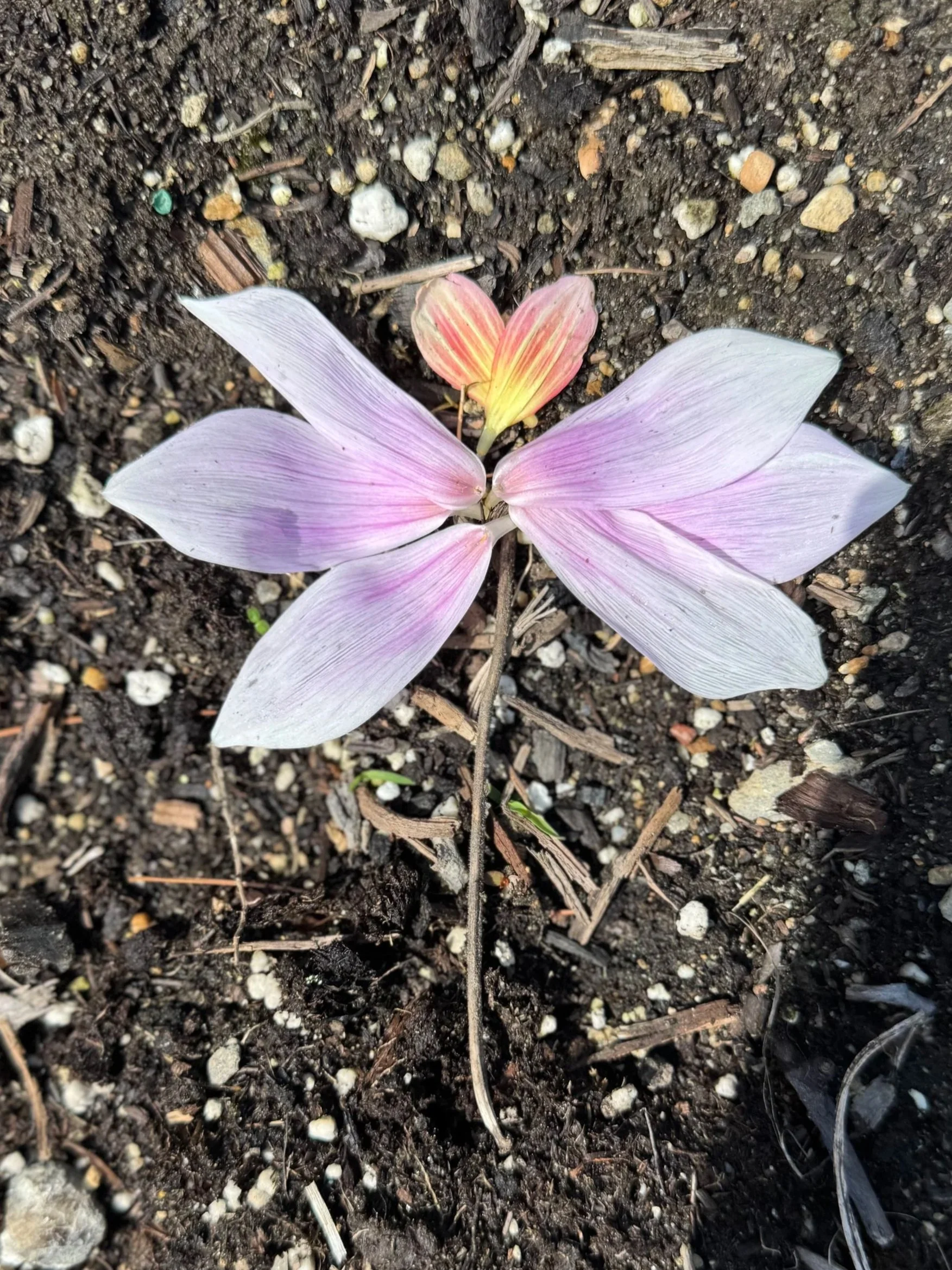 Nature art