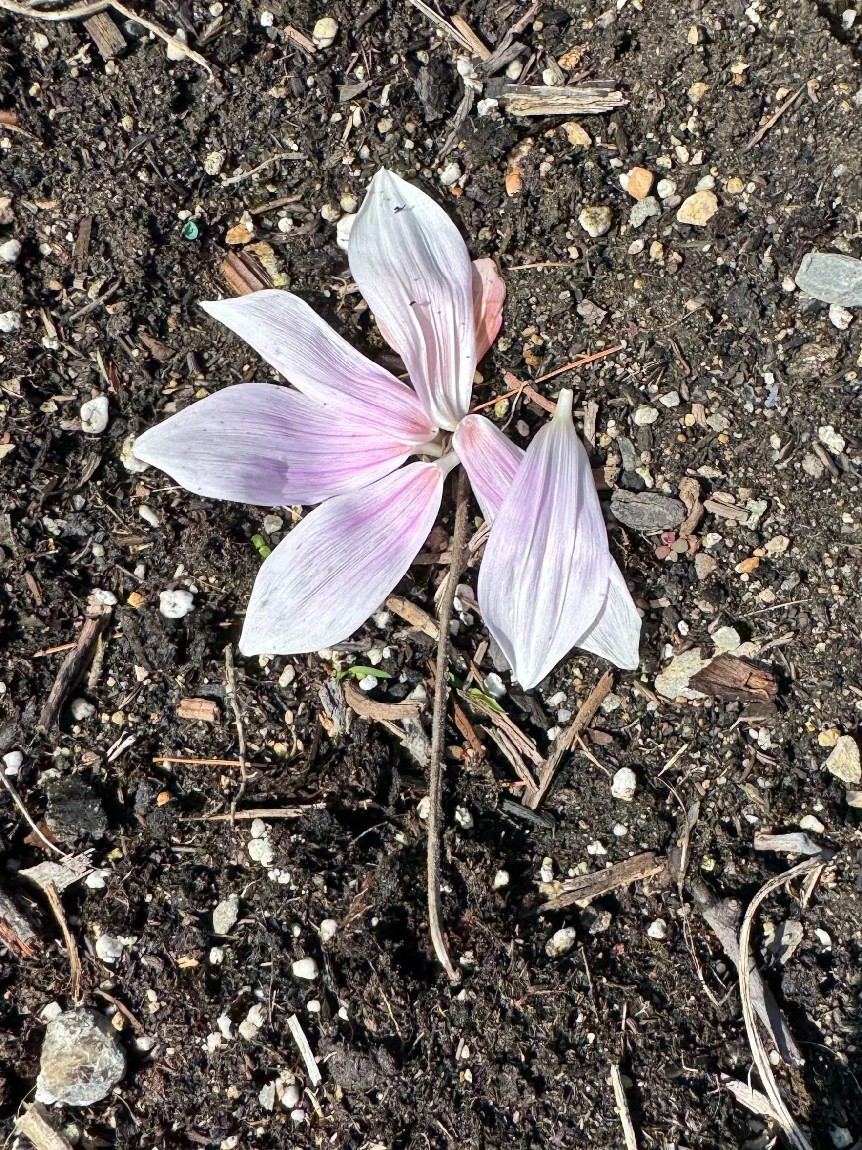 Nature art