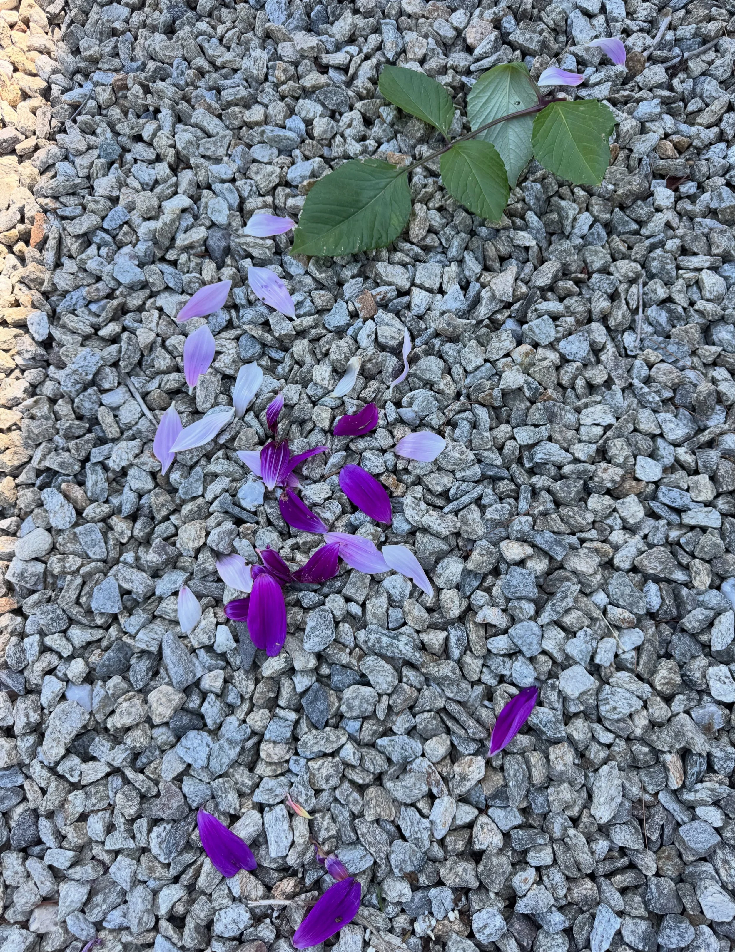The flowers provided me with more art supplies this morning.😊 Playing with nature.🥰🍃🌸💗