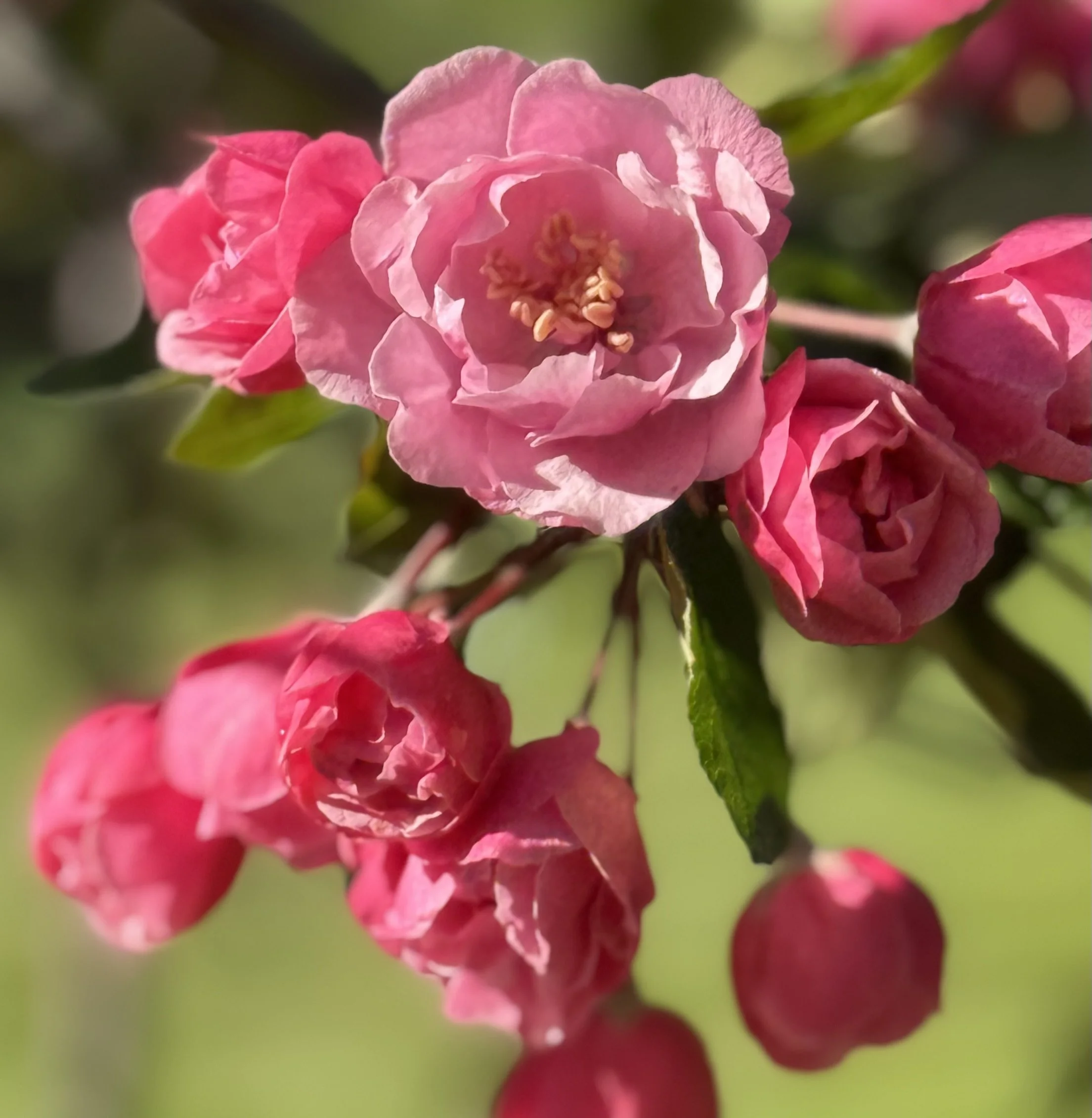 Apple blossoms
