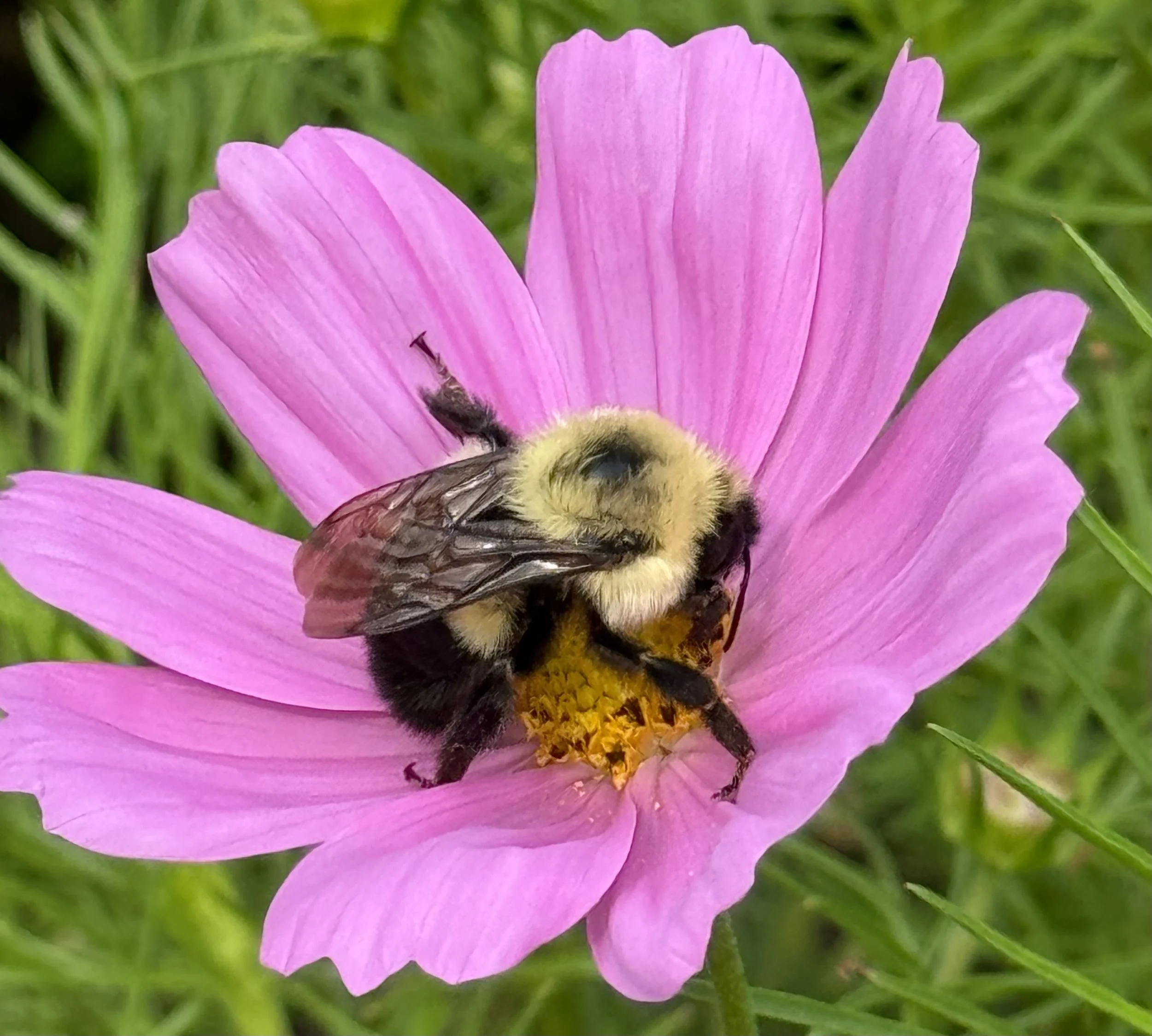 Photo of a bumblebee in the middle of a pink cosmo flower