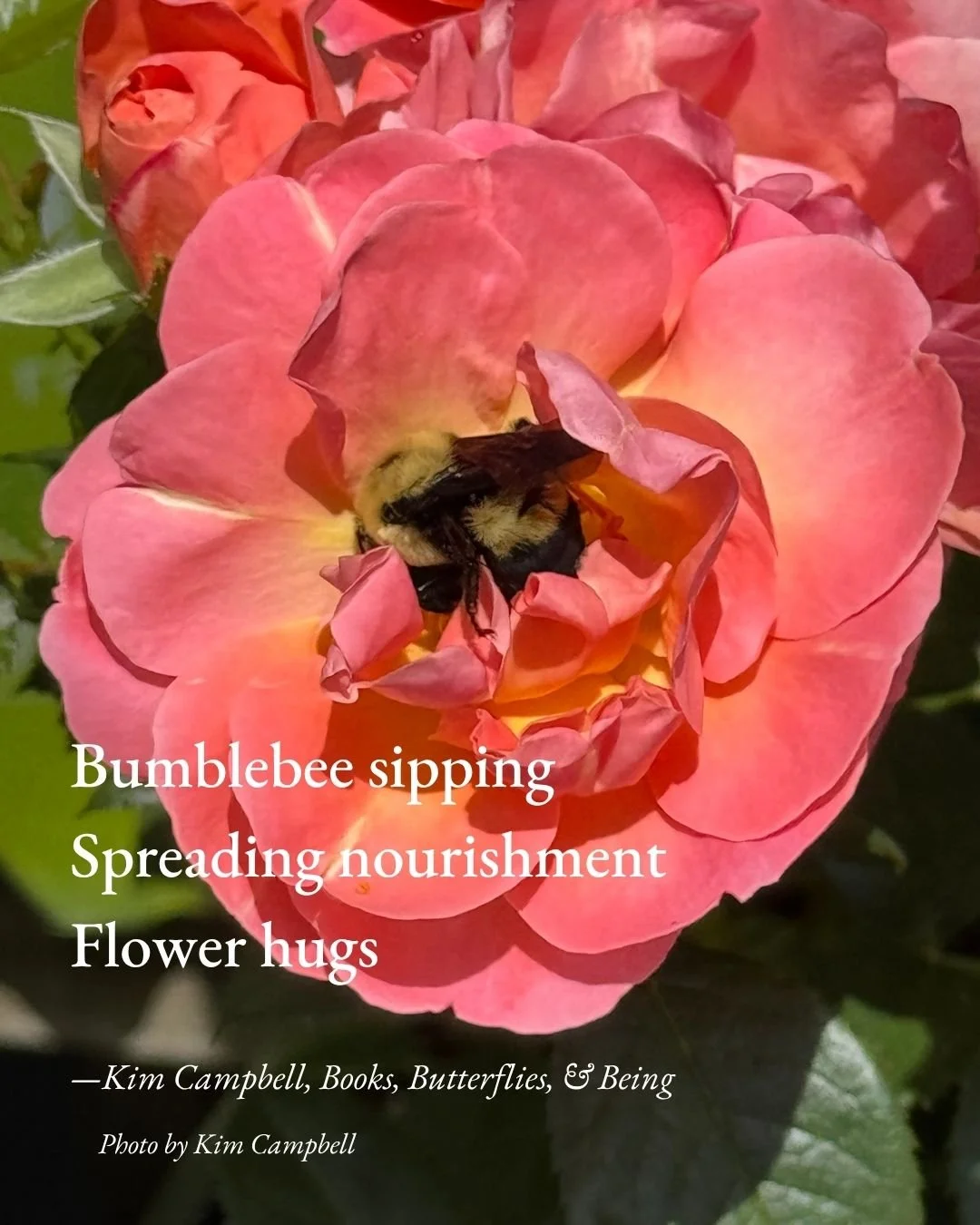 Photo of a bumblebee in the middle of a pink and yellow rose. A haiku on the photo reads: Bumblebee sipping Spreading nourishment Flower hug -Kim Campbell, Books, Butterflies, & Being Photo by Kim Campbell