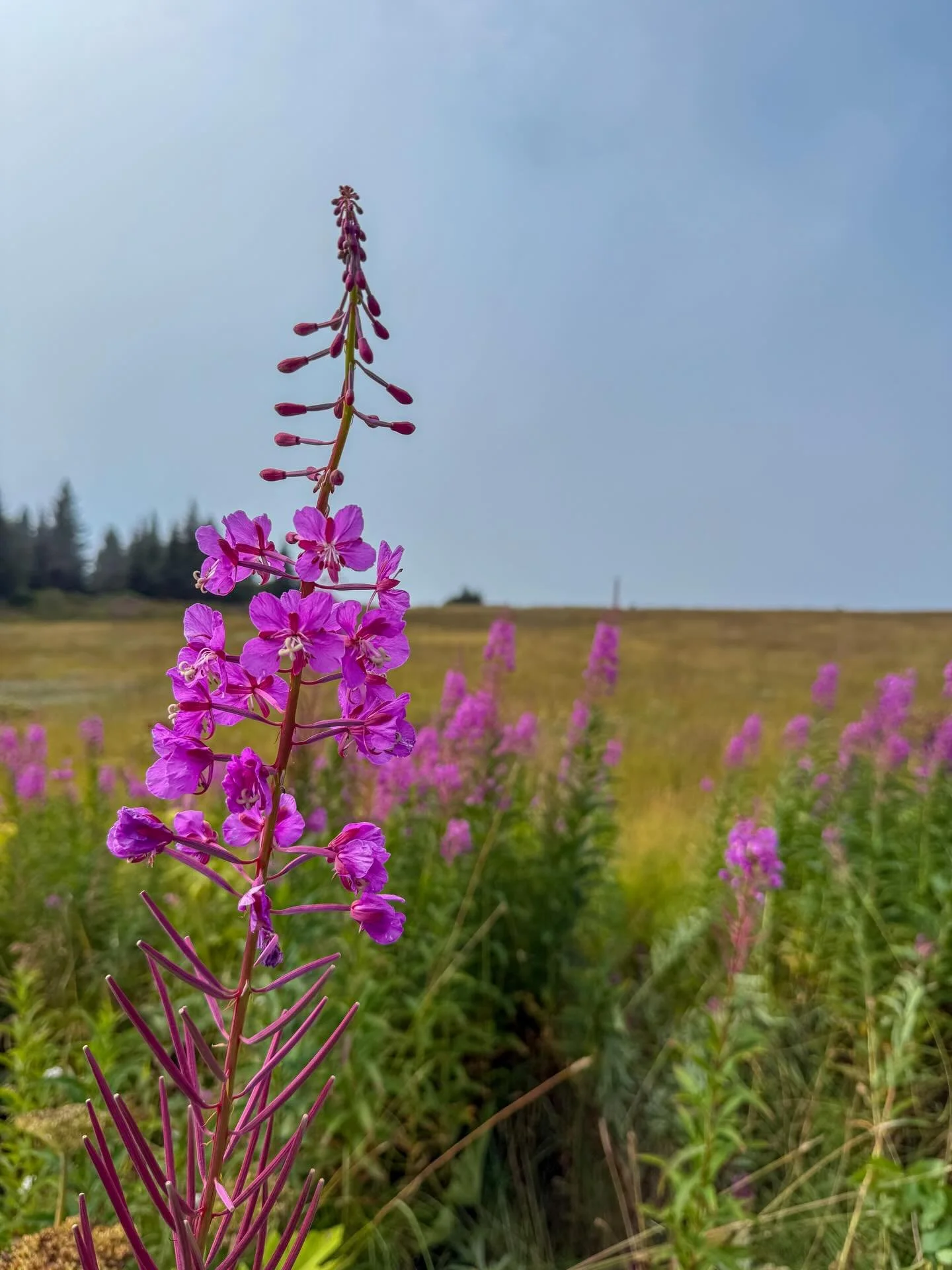 Homer &amp; Anchorage, AK - the last few photos of my trip in Aug. 2025.