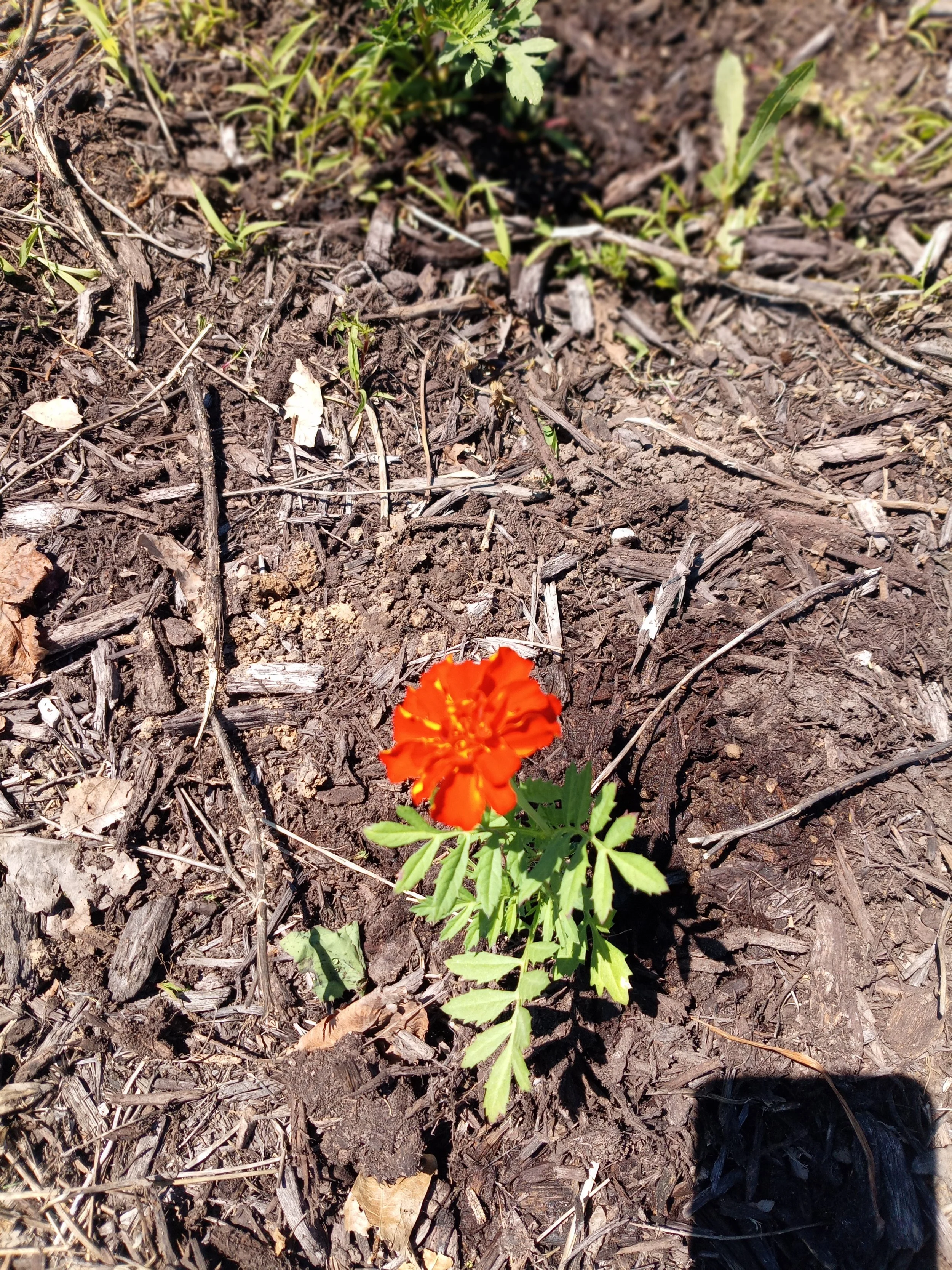 Beautification Committee Installed the 20th street Marigold Garden