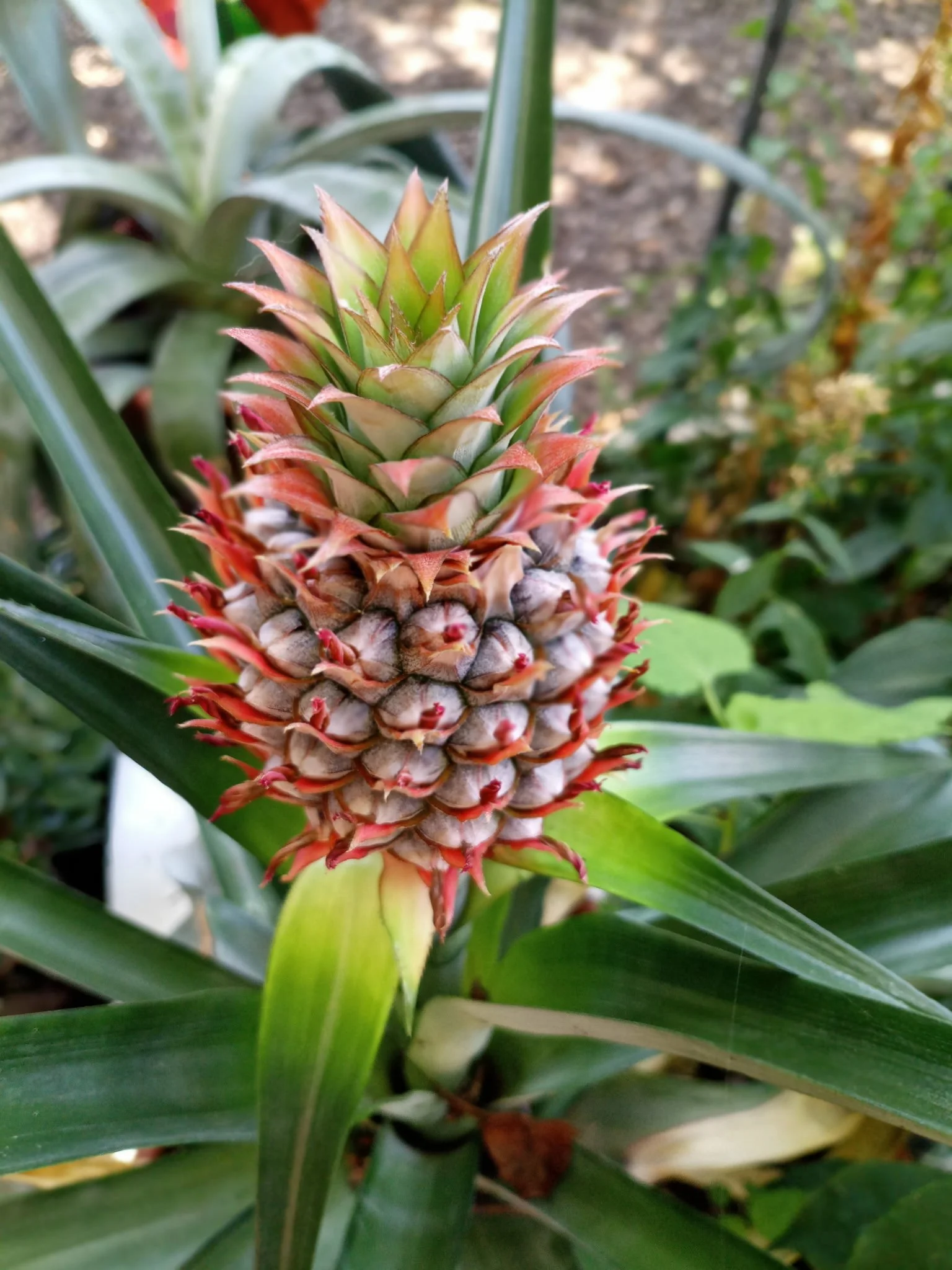 We Have Pineapples!