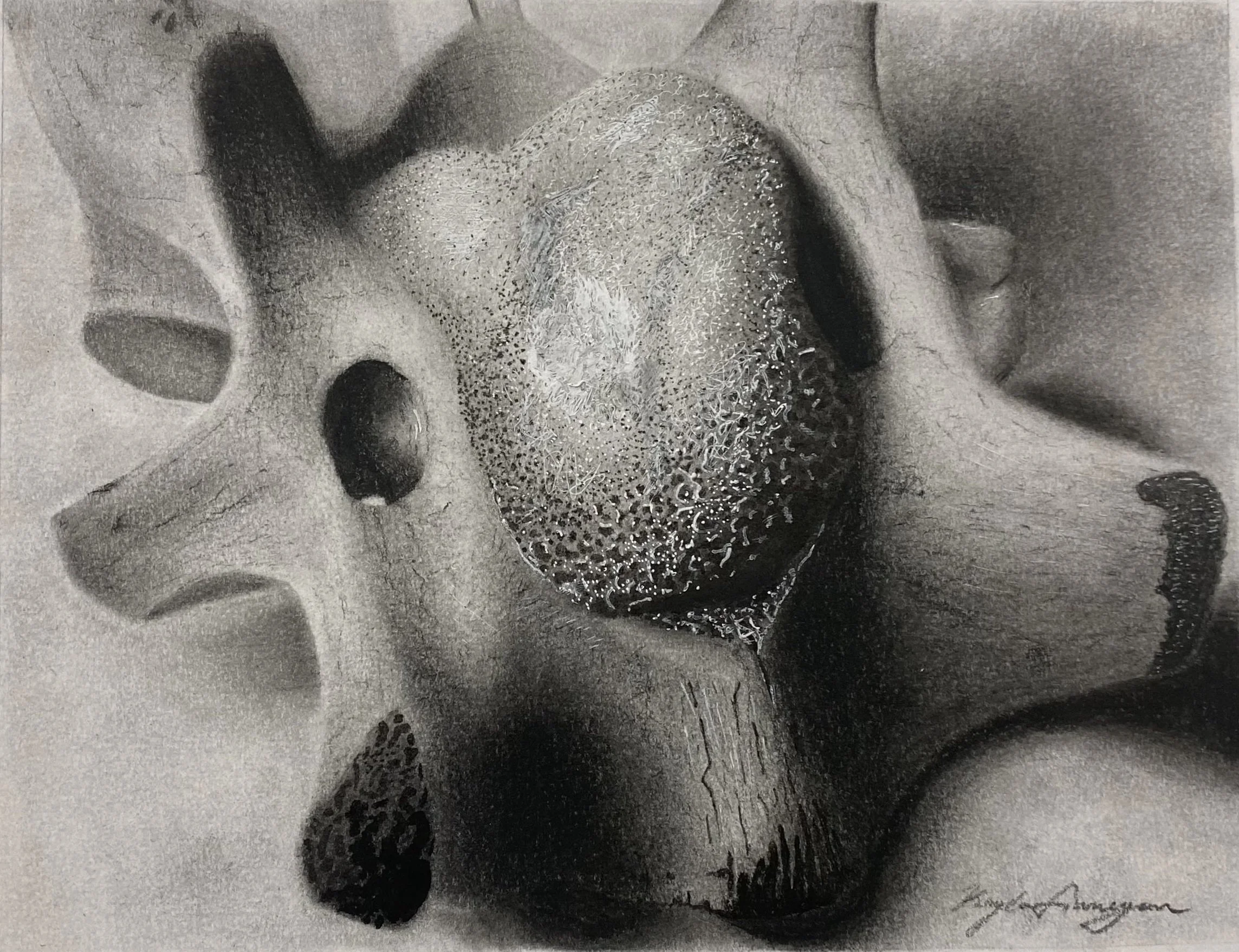 Old Bone, 2021, Pencil and Charcoal