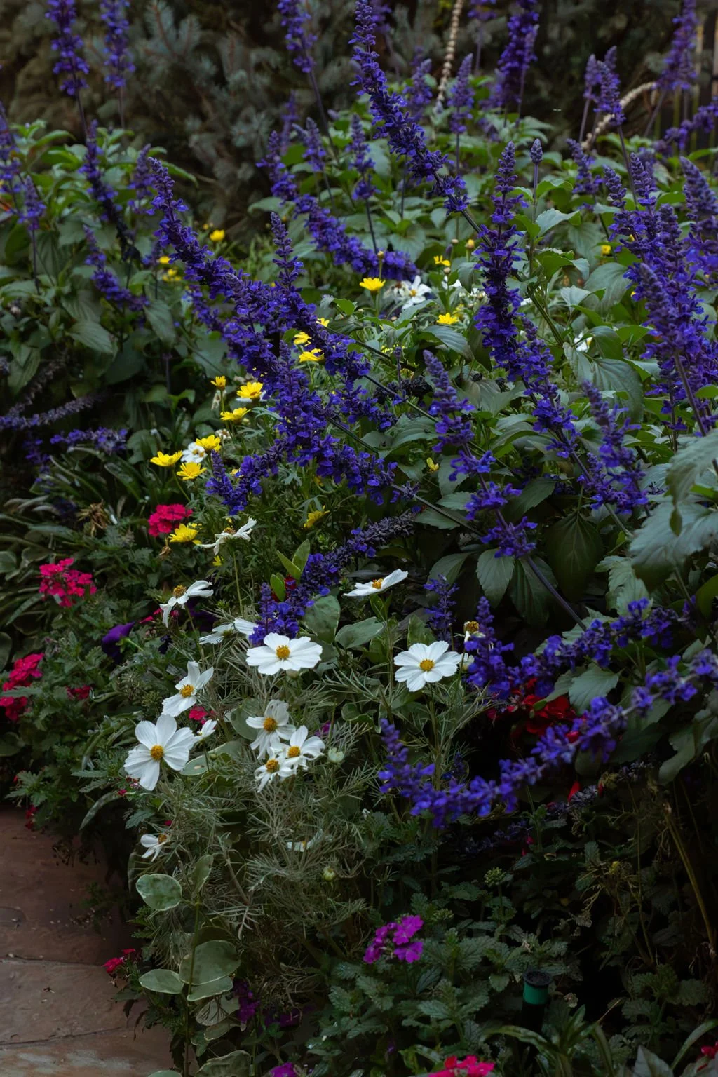 IMG_0959-Enhanced-NR (1).jpg