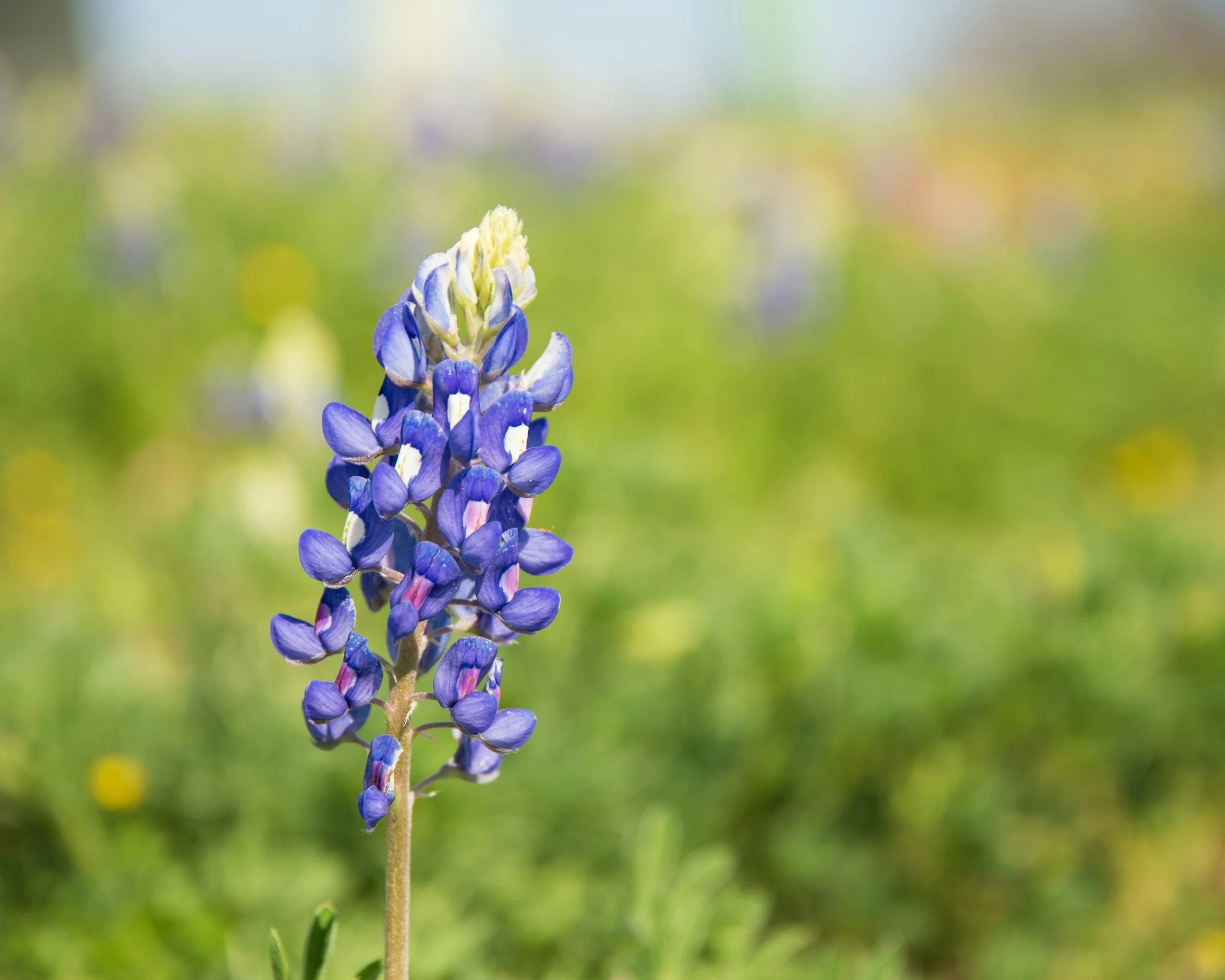 Bluebonnet Festival