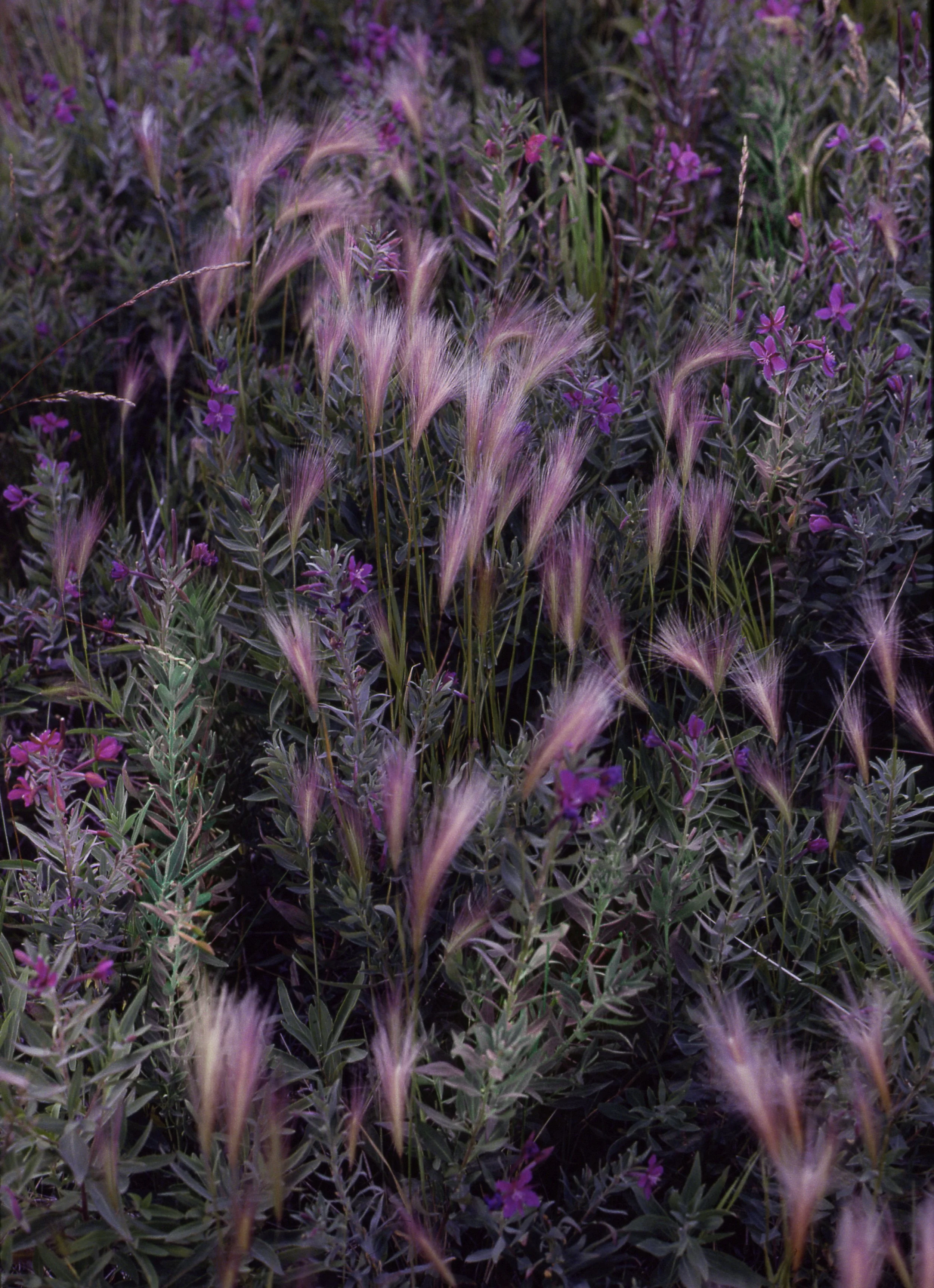 Alaskan FIREWEED Flower.jpg